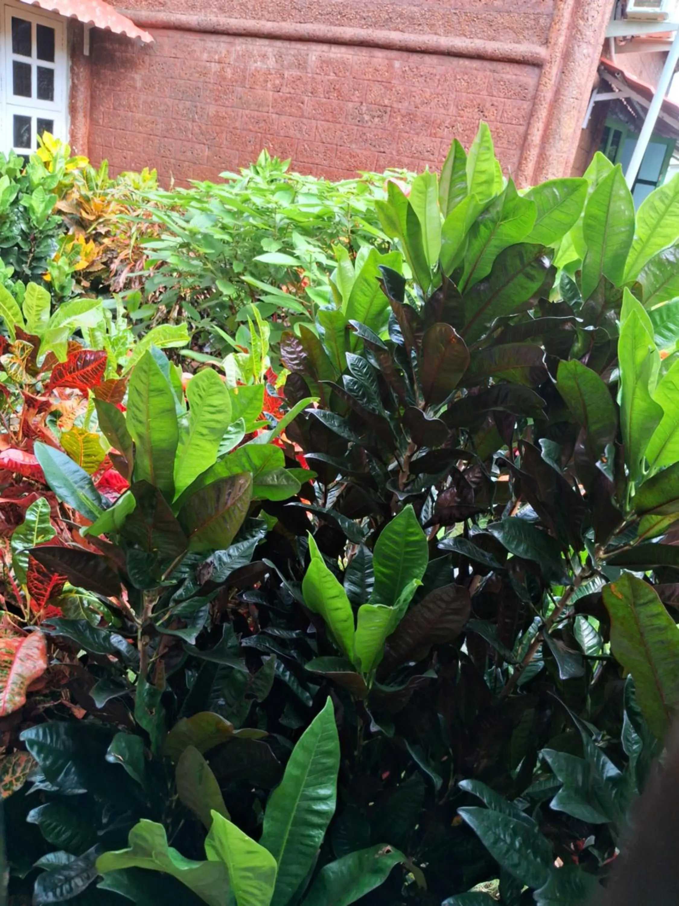 Garden view in Mudra beach villa Gokarna