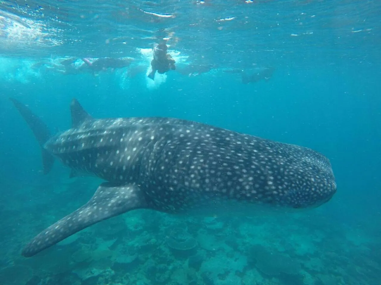 Snorkeling in Koimala Hotel