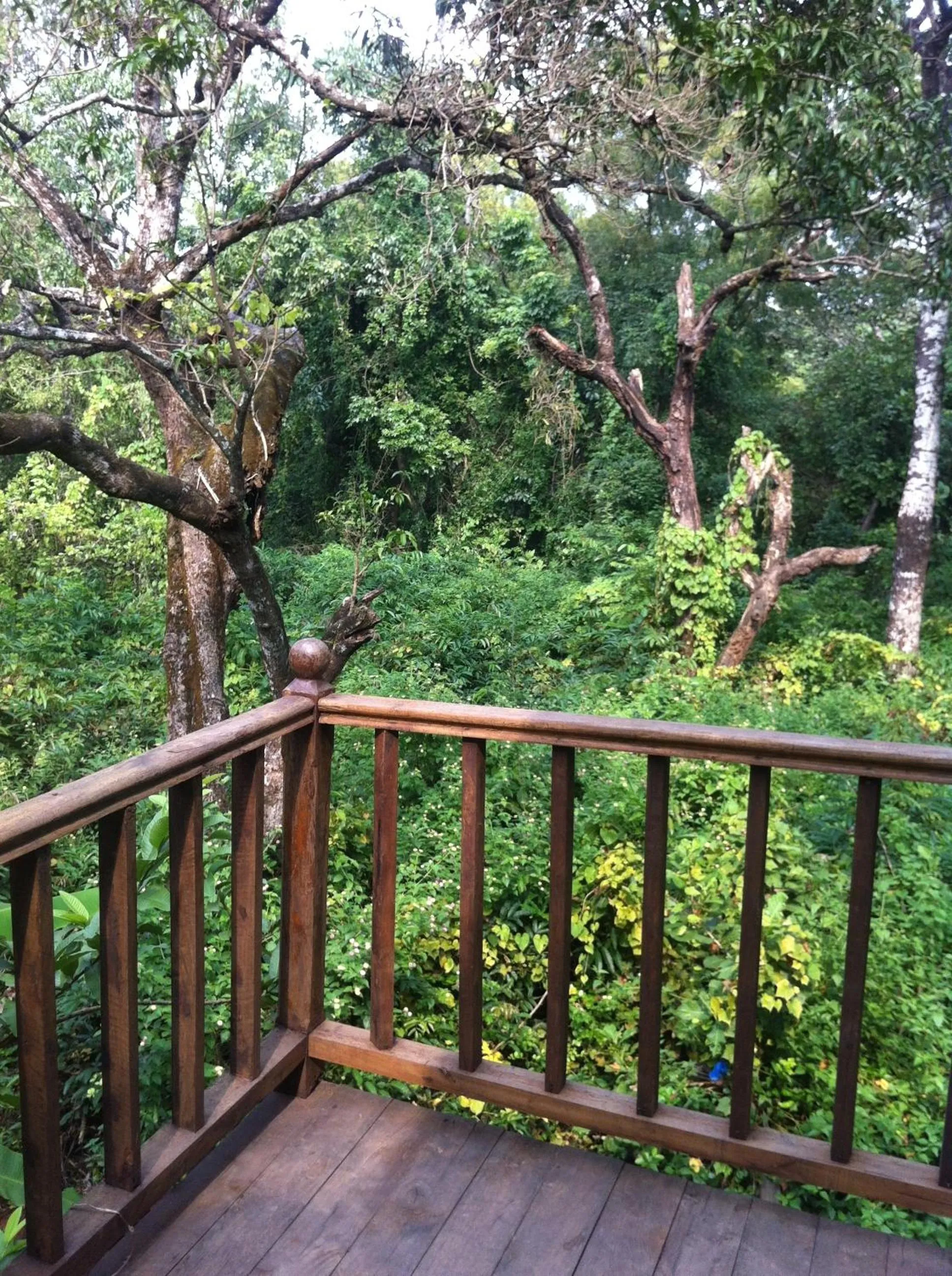 View (from property/room) in Michèle's Garden