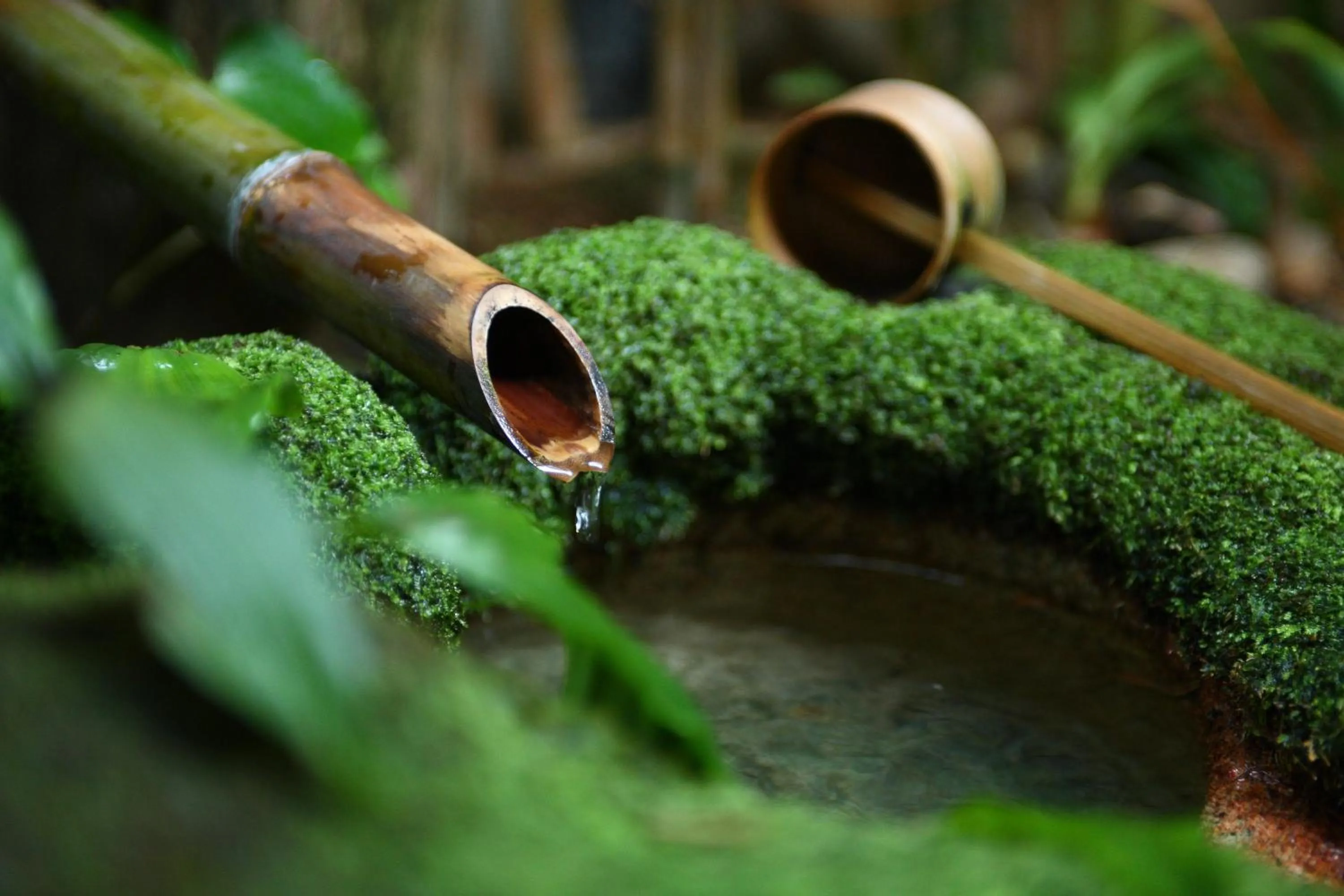 Garden in Matsudaya Hotel