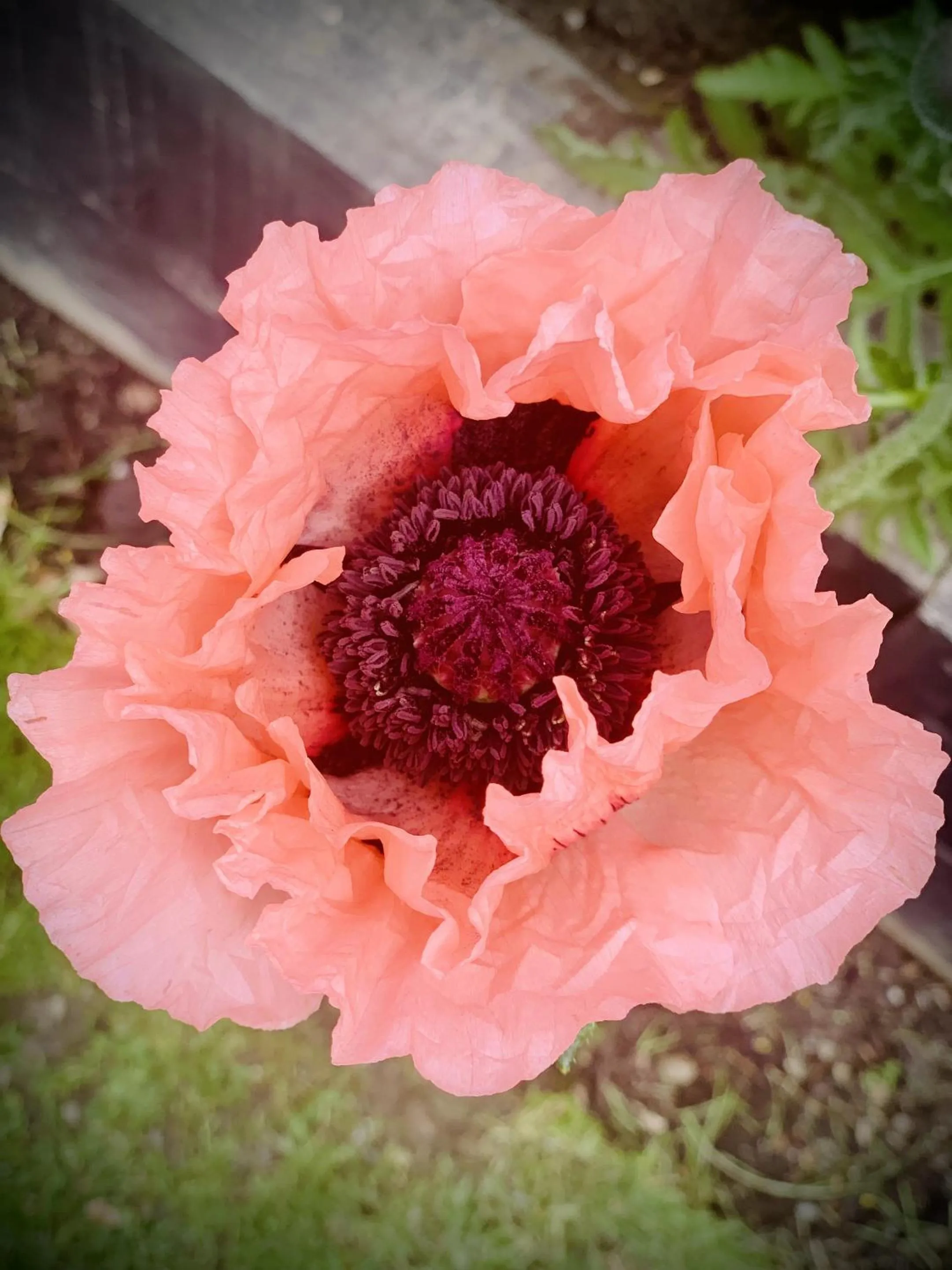 Garden in Place of architectural interest The Croft