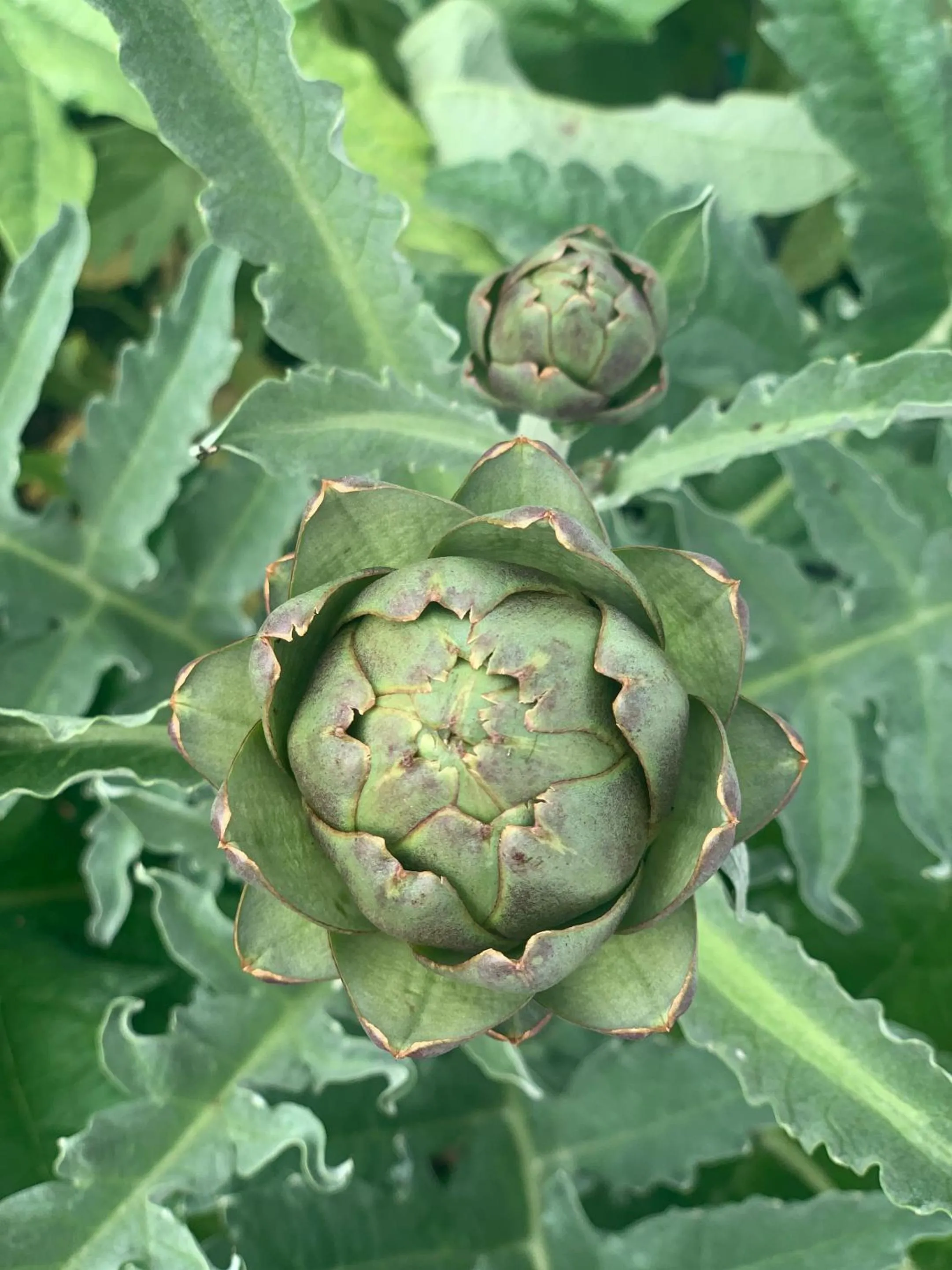 Garden in Place of architectural interest The Croft