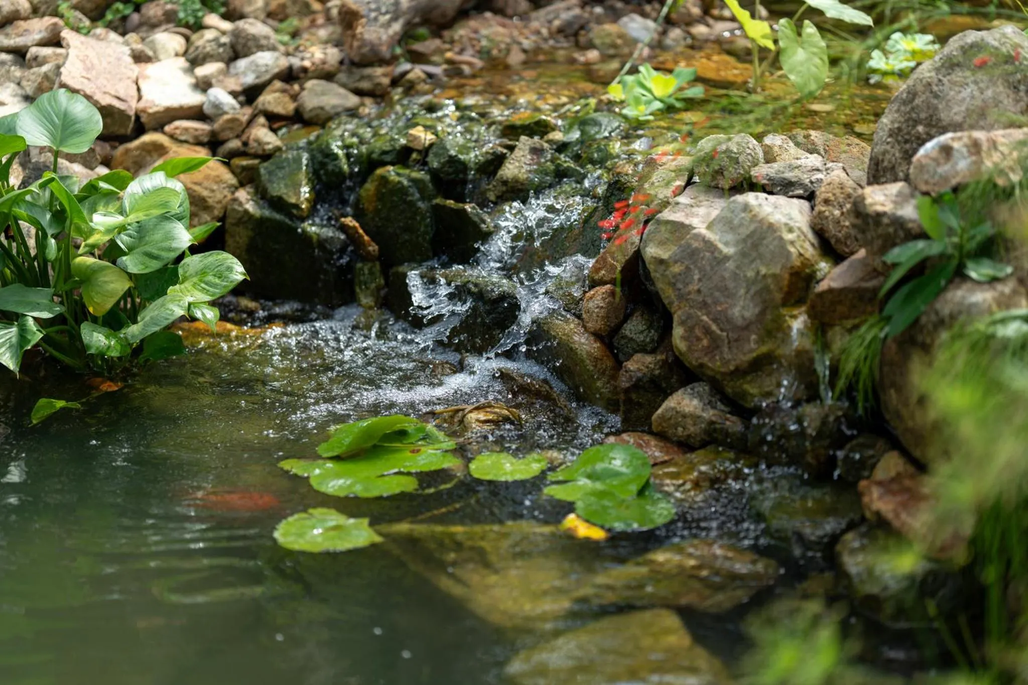 Natural landscape in Coconut Bay Eco Resort