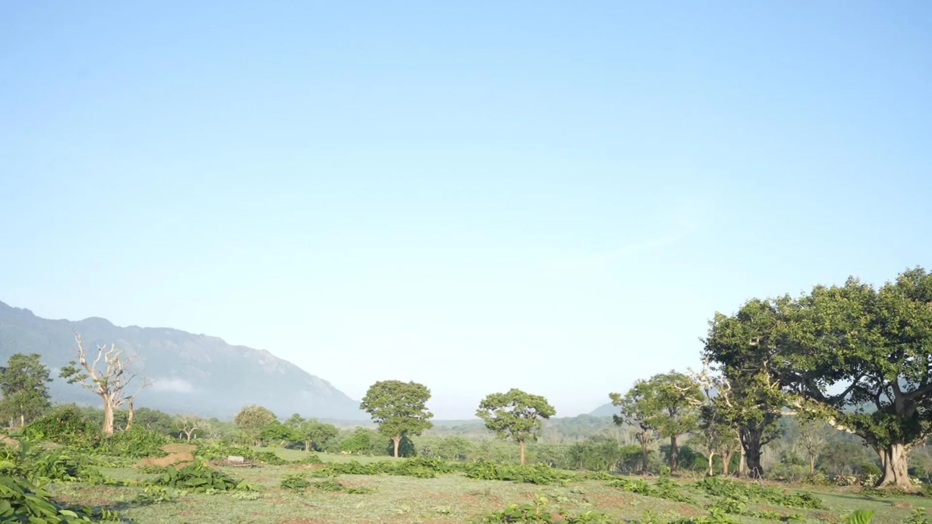 Natural landscape in Wild Tusker Homestay Masinagudi by LexStays