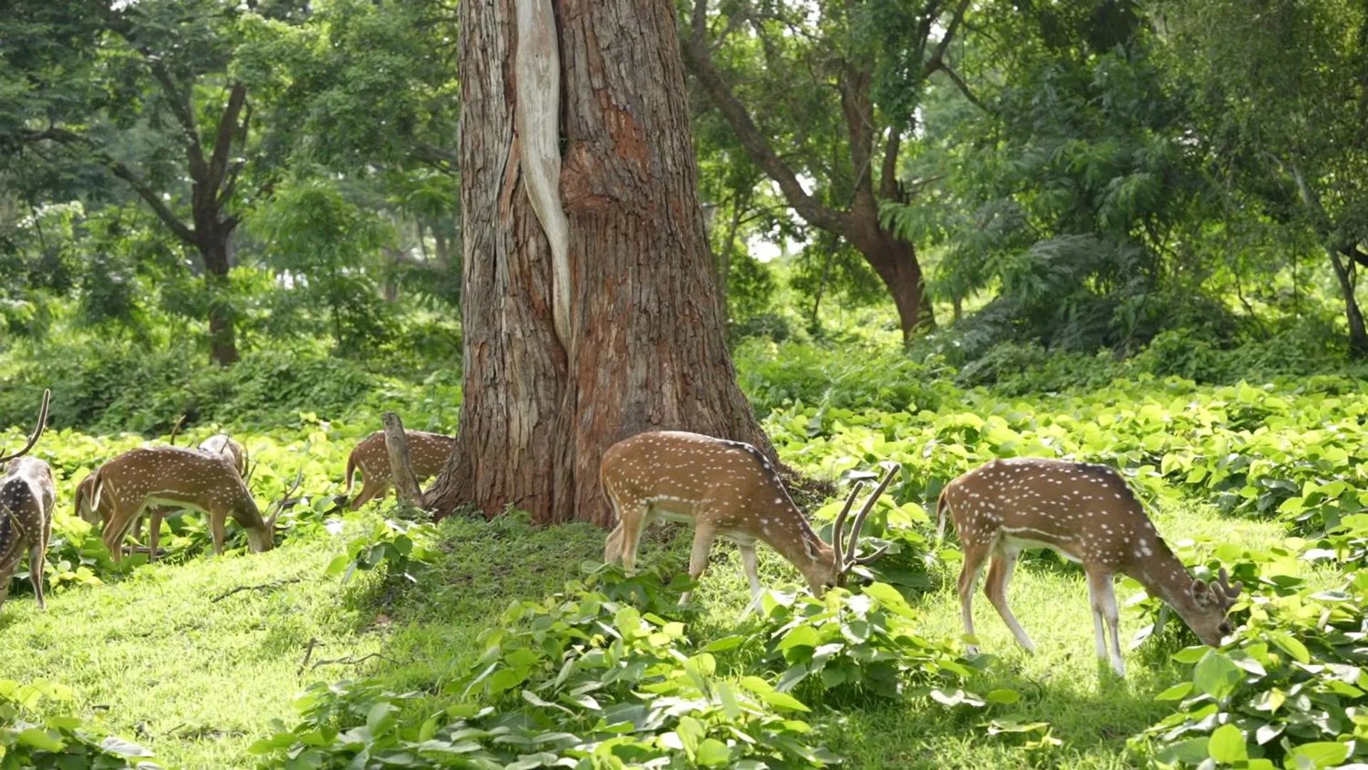 Neighbourhood in Wild Tusker Homestay Masinagudi by LexStays