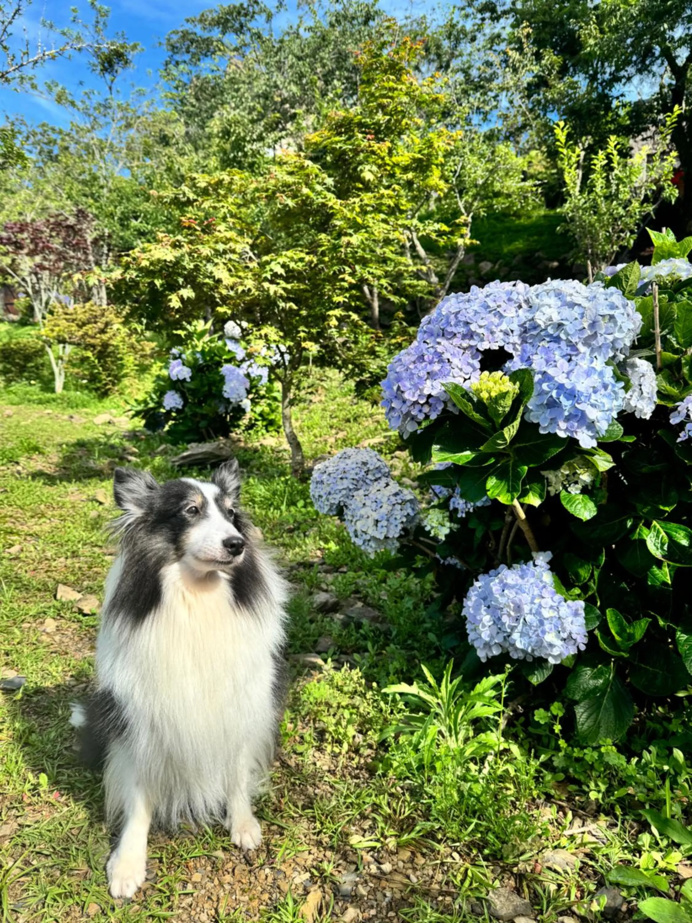 Garden in 日初雲來民宿