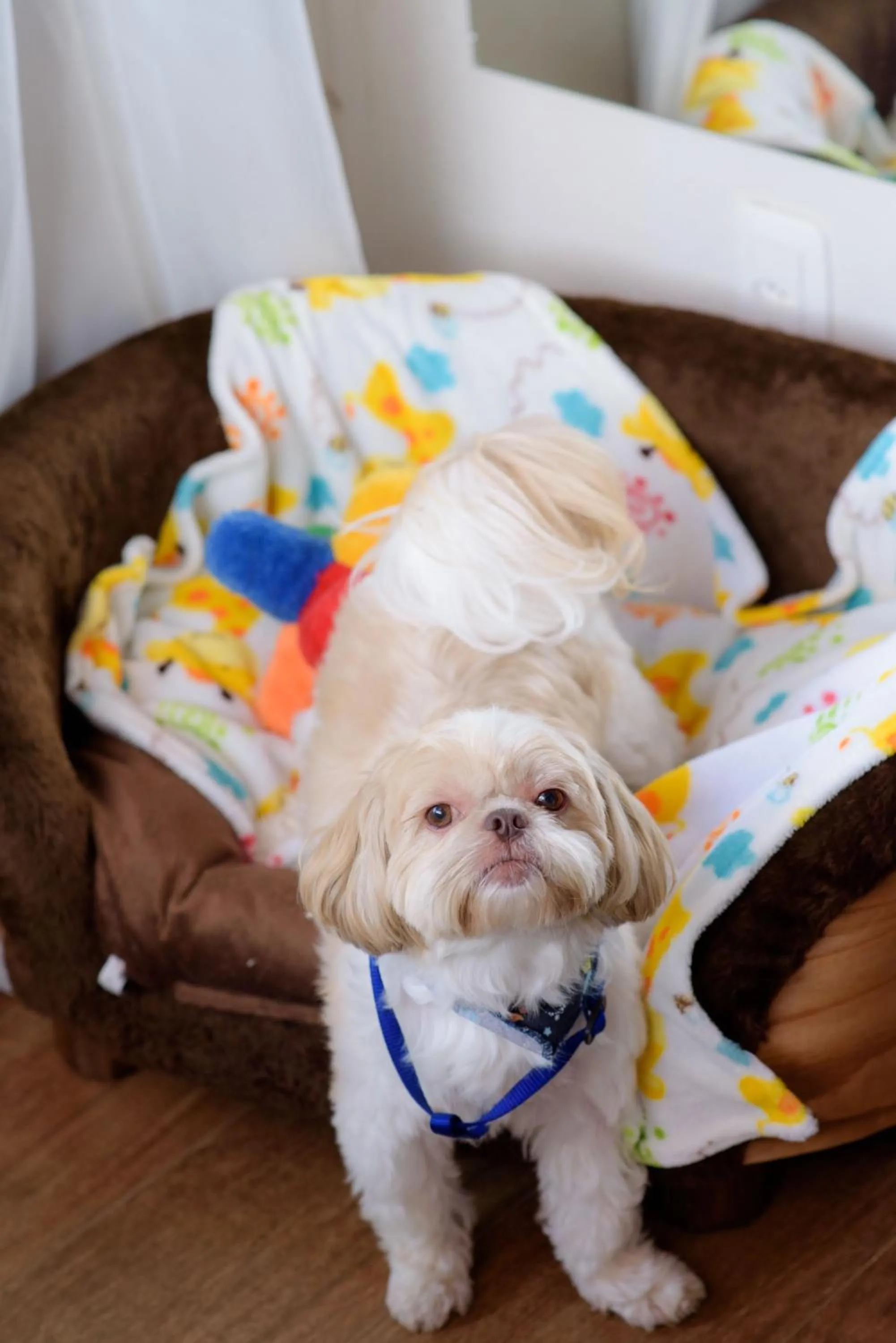 Pets in Hotel Kehl Haus