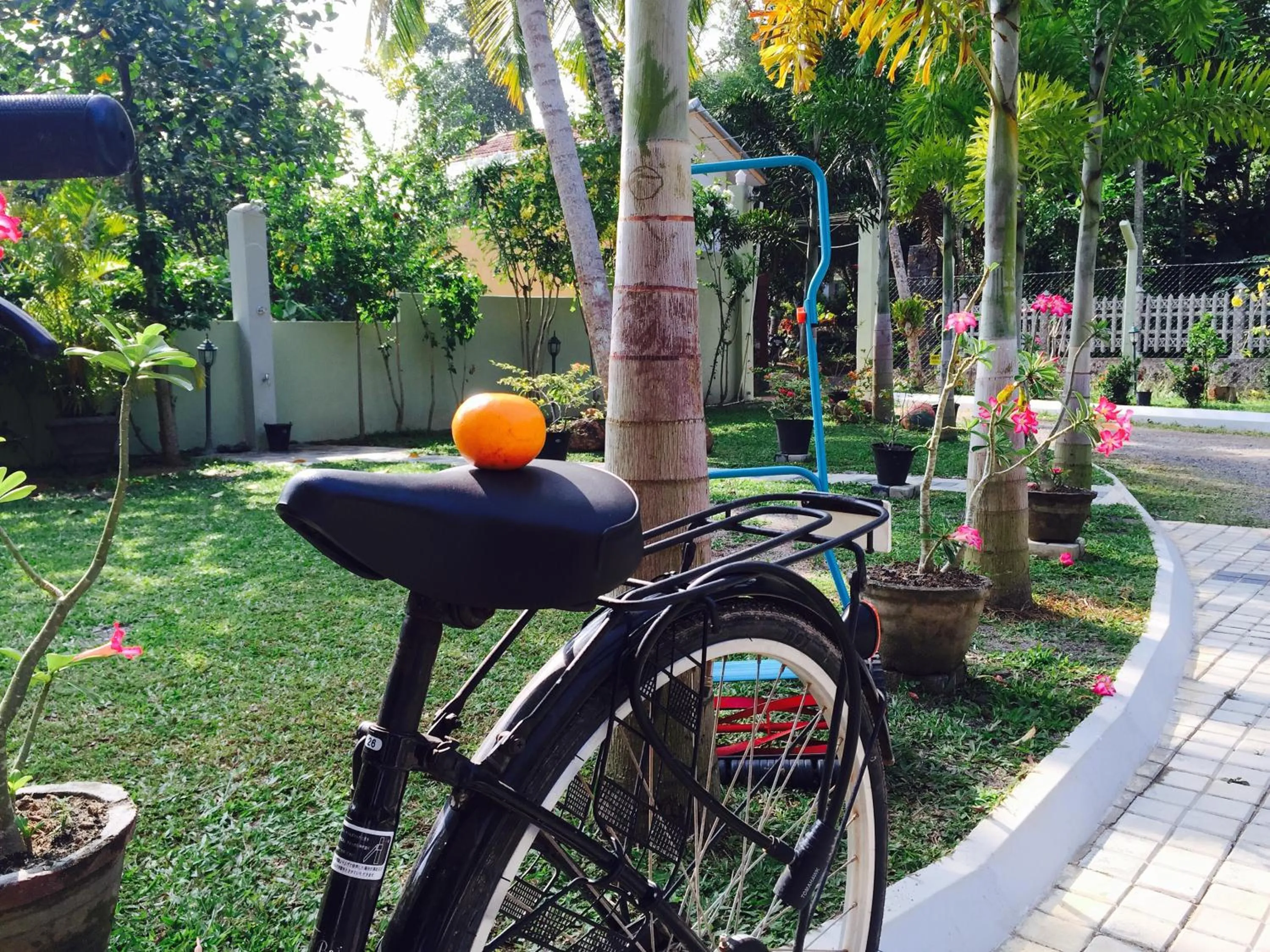 Garden in Peacock Villa
