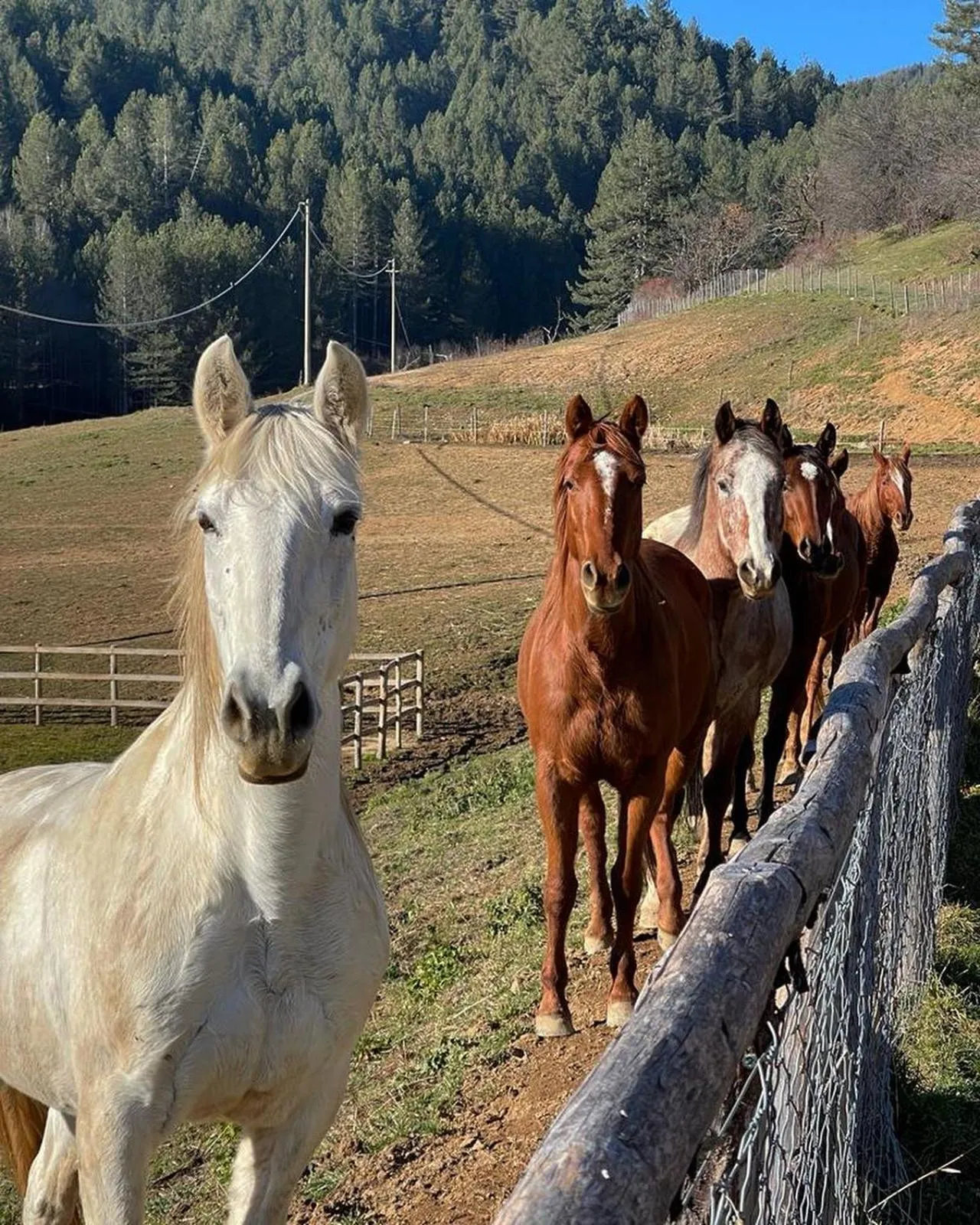 Horse-riding in Hotel Camigliatello