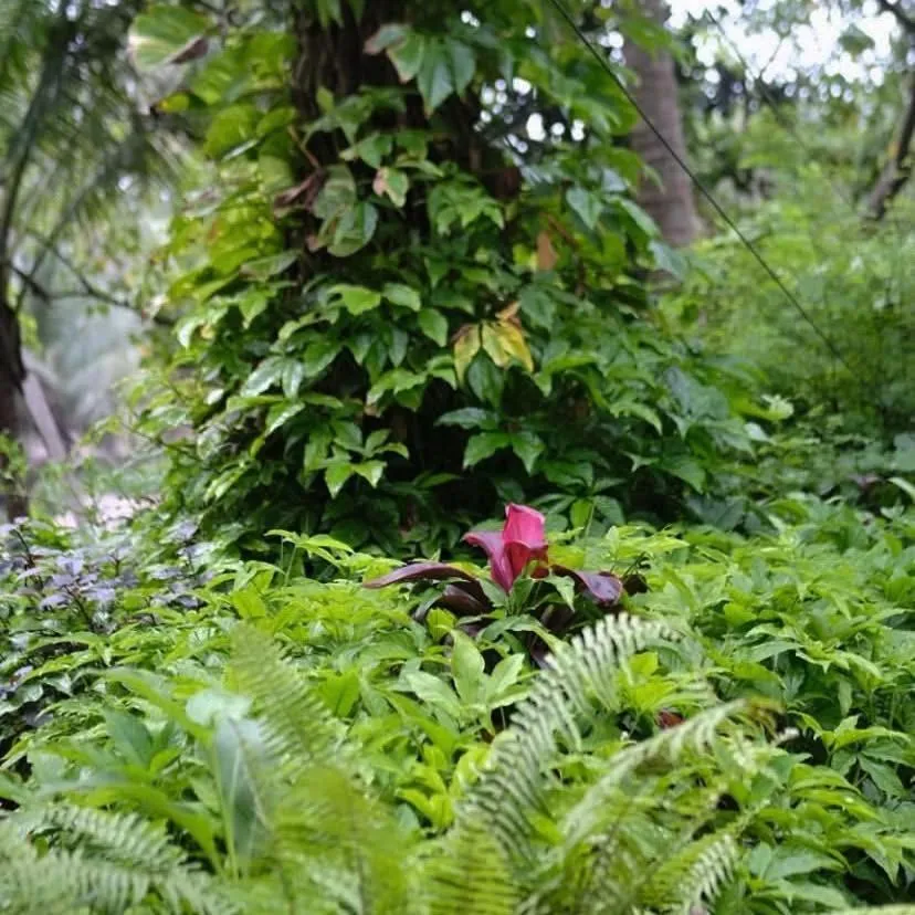 Anahata Retreat Beach Front Ashwem Goa