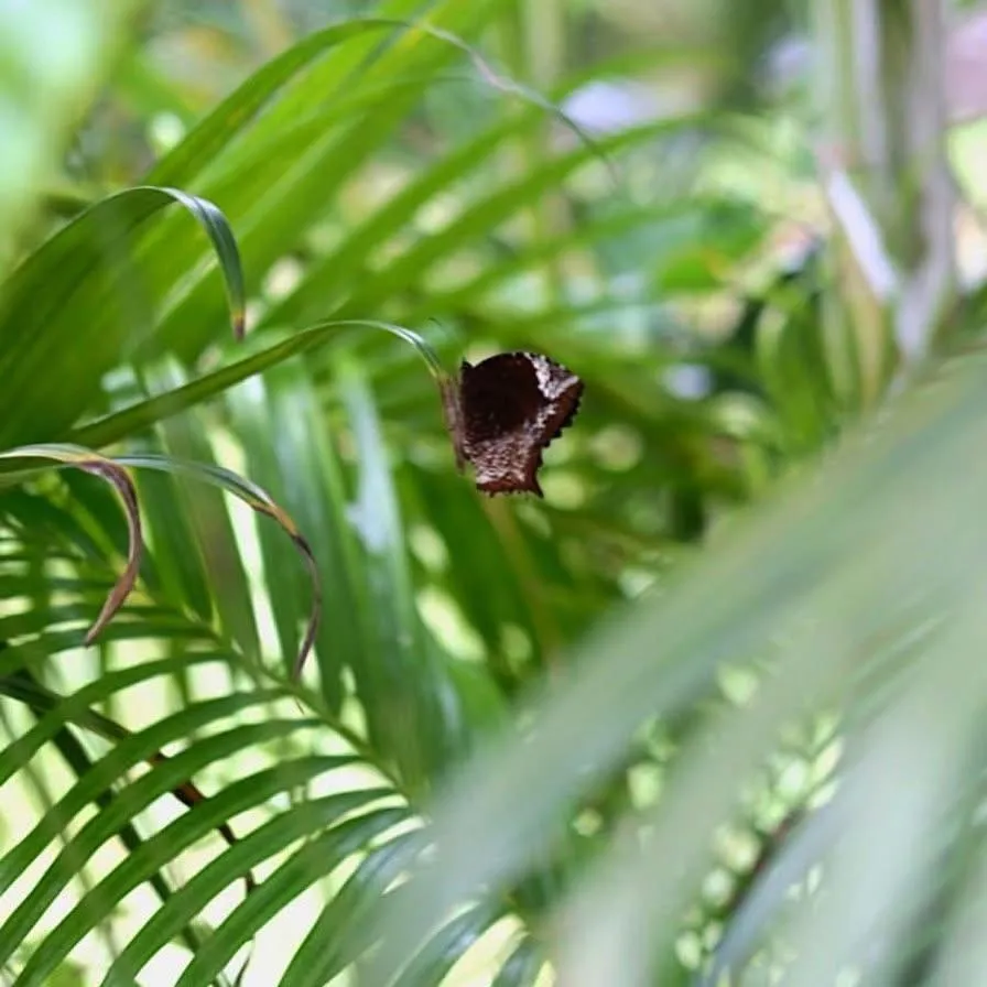 Anahata Retreat Beach Front Ashwem Goa