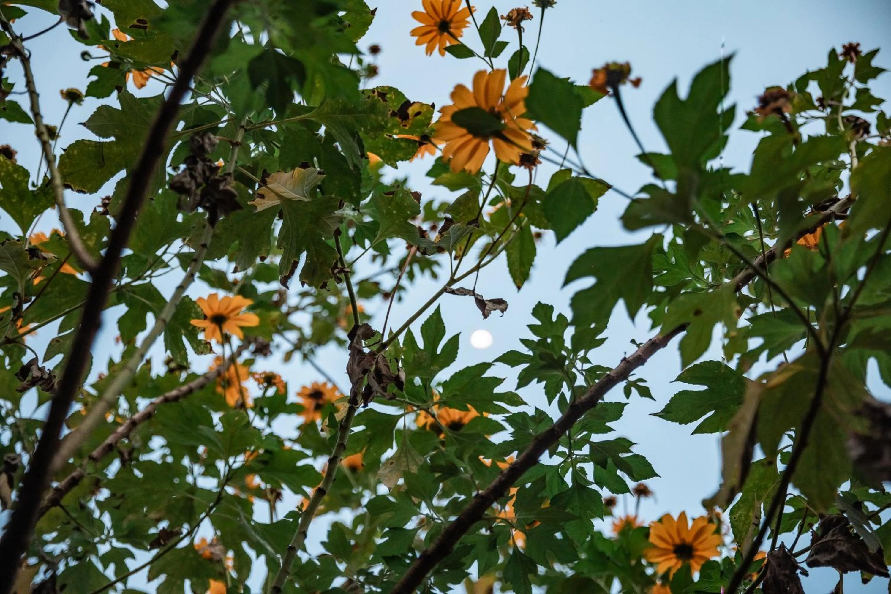 Natural landscape in Anahata Retreat Beach Front Ashwem Goa