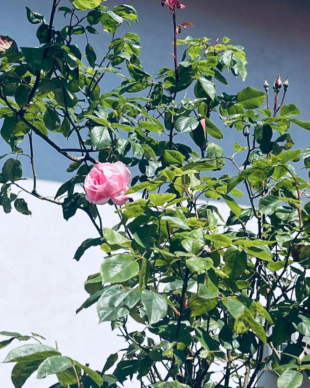 Stresa Complex LevOasi