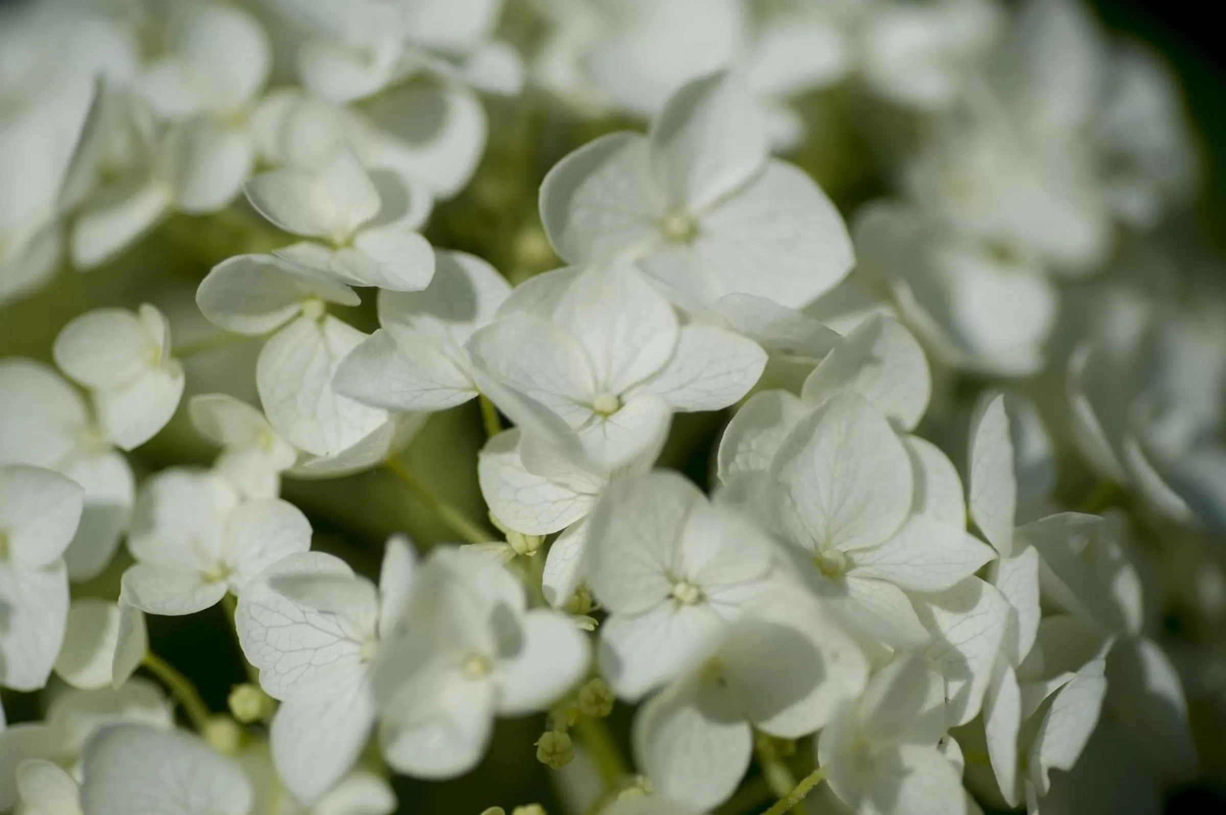 Decorative detail in Boutique B&B Villa Heidetuin