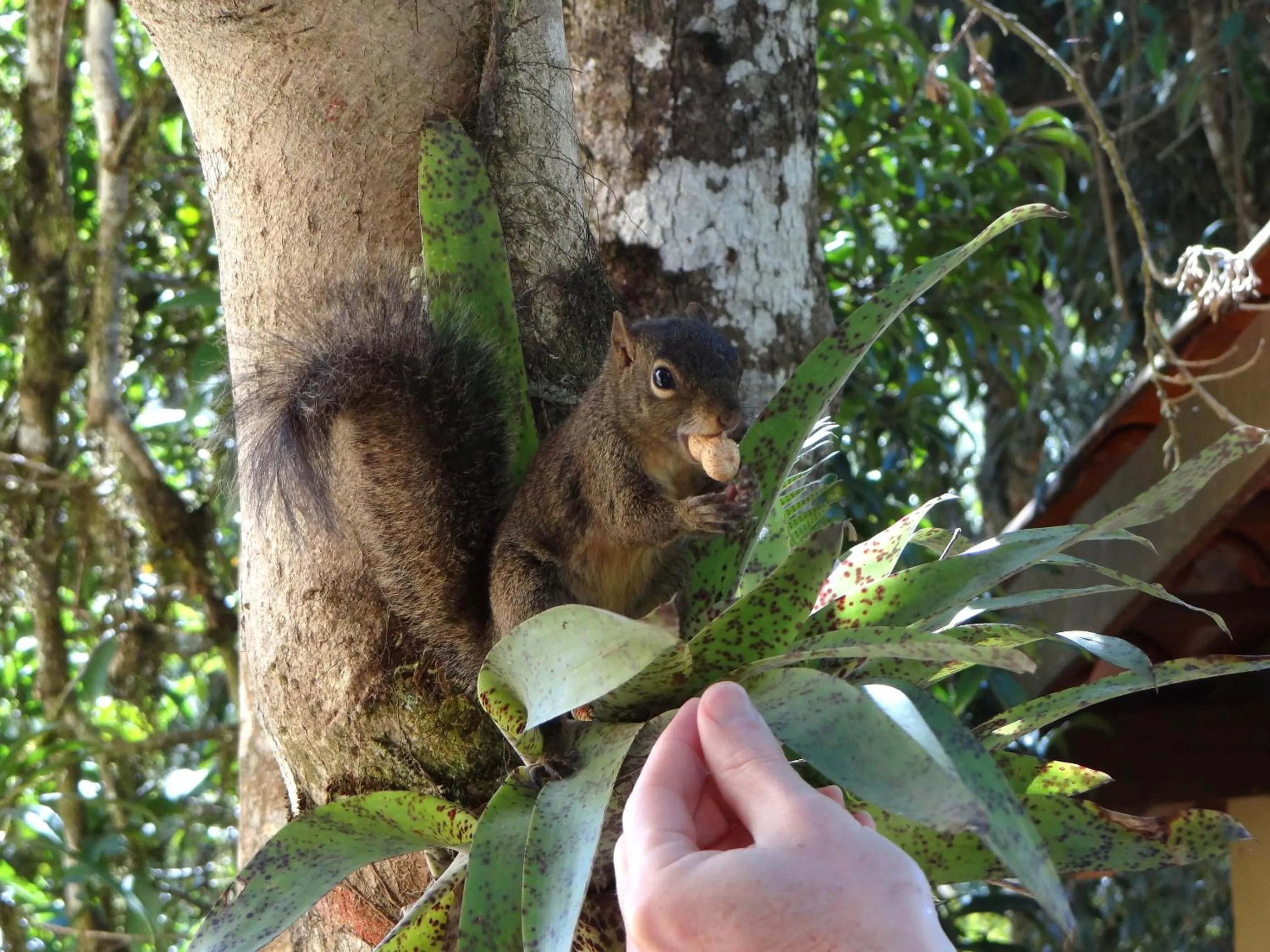 Garden in Pousada Chalé da Floresta