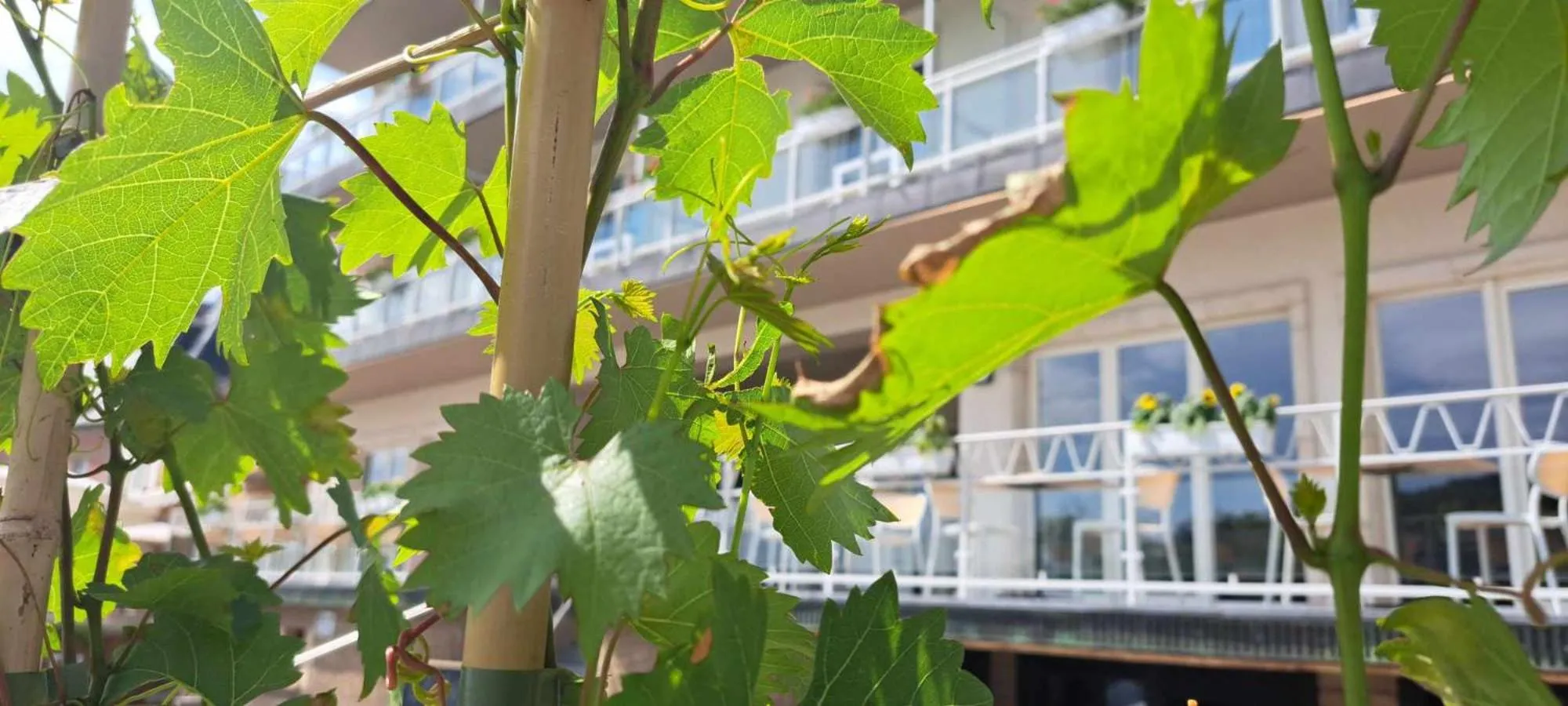 Property building in Hotel Ehnen La Moselle Luxembourg