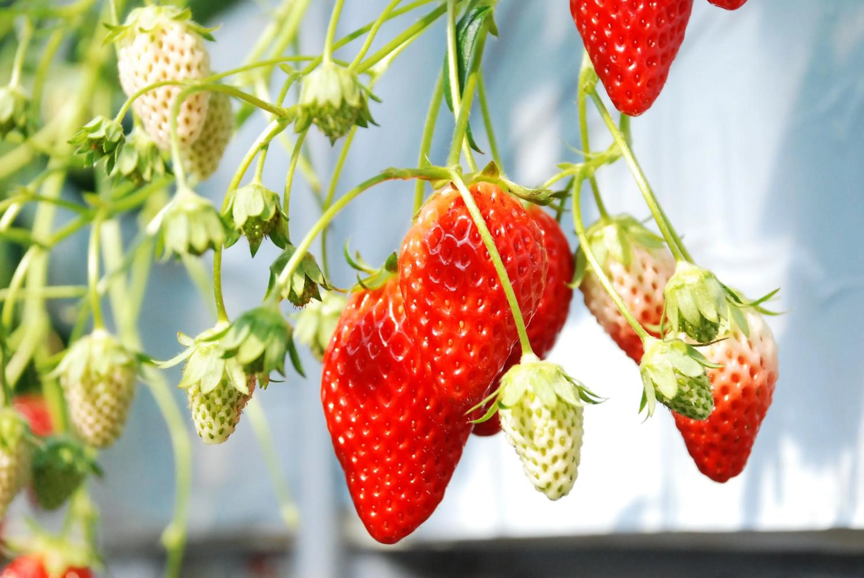 Nearby landmark in Fruit Park Fujiya Hotel