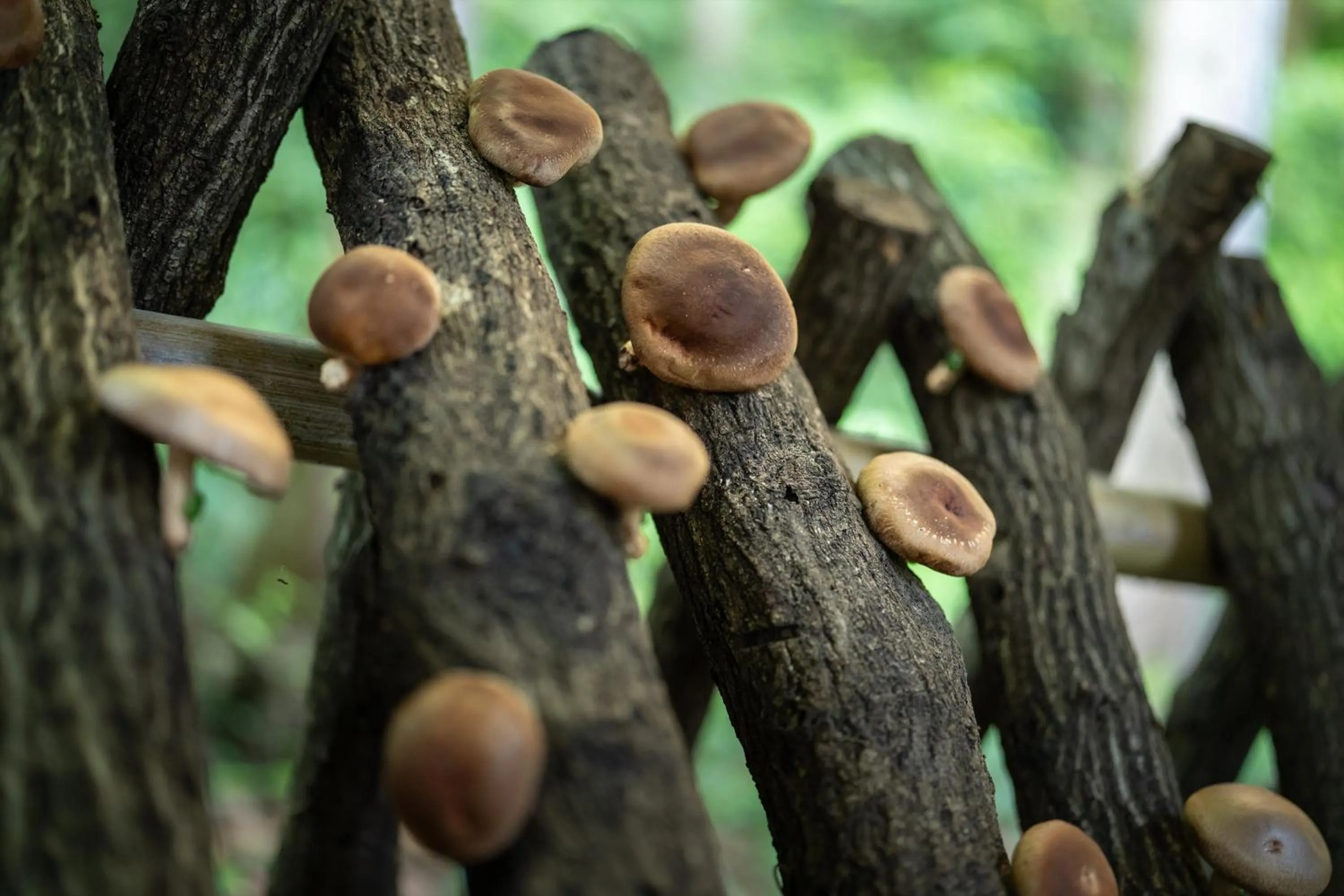 Off site in Tsuwabuki no Hana