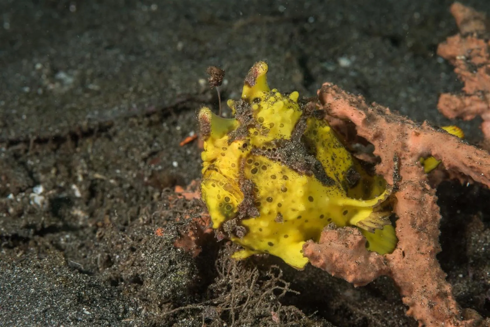 Diving in Hotel Pondok Sari Beach & SPA Resort