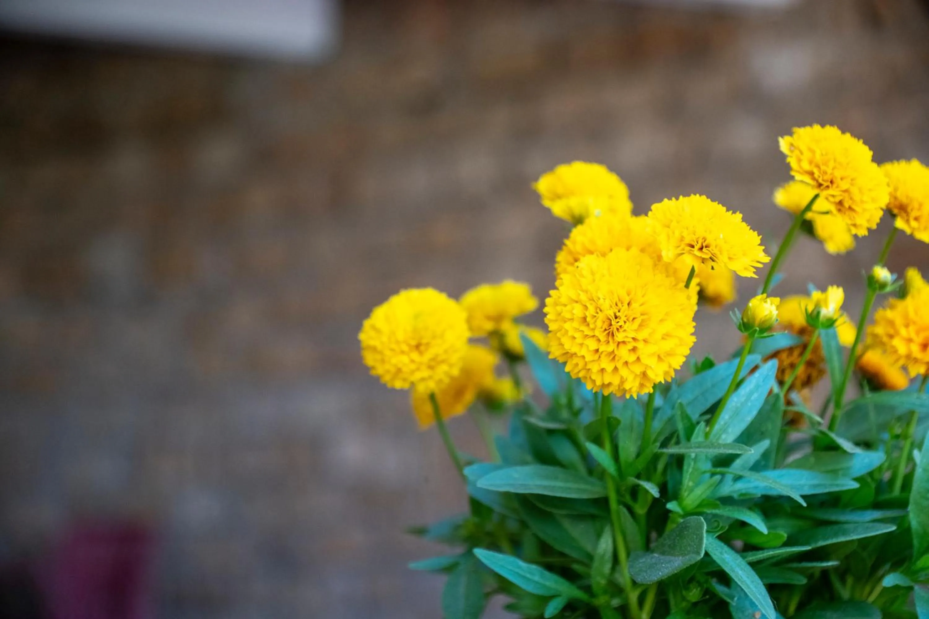 Natural landscape in AHR Altura Hotel Porto Rafael