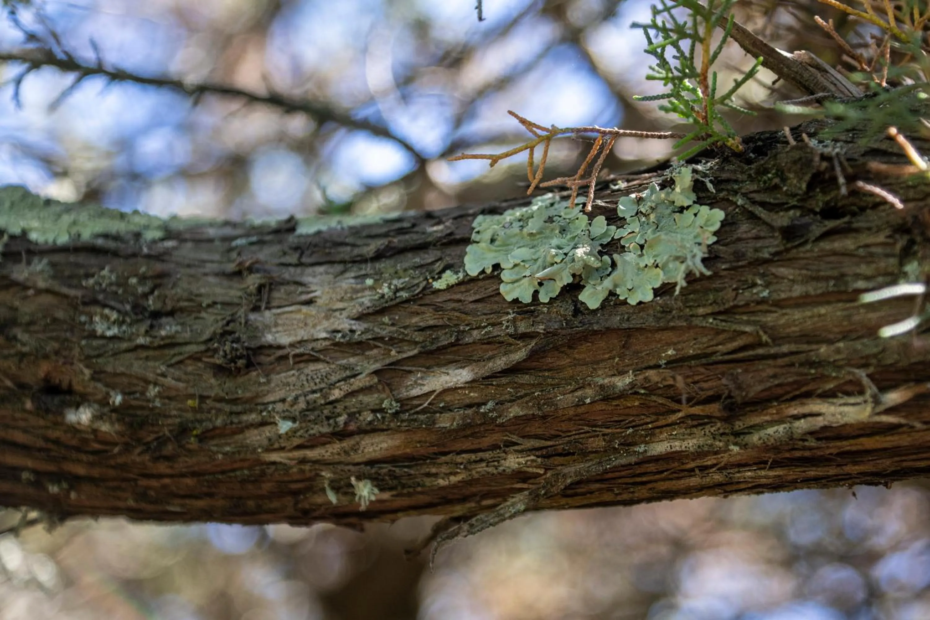 Natural landscape in AHR Altura Hotel Porto Rafael