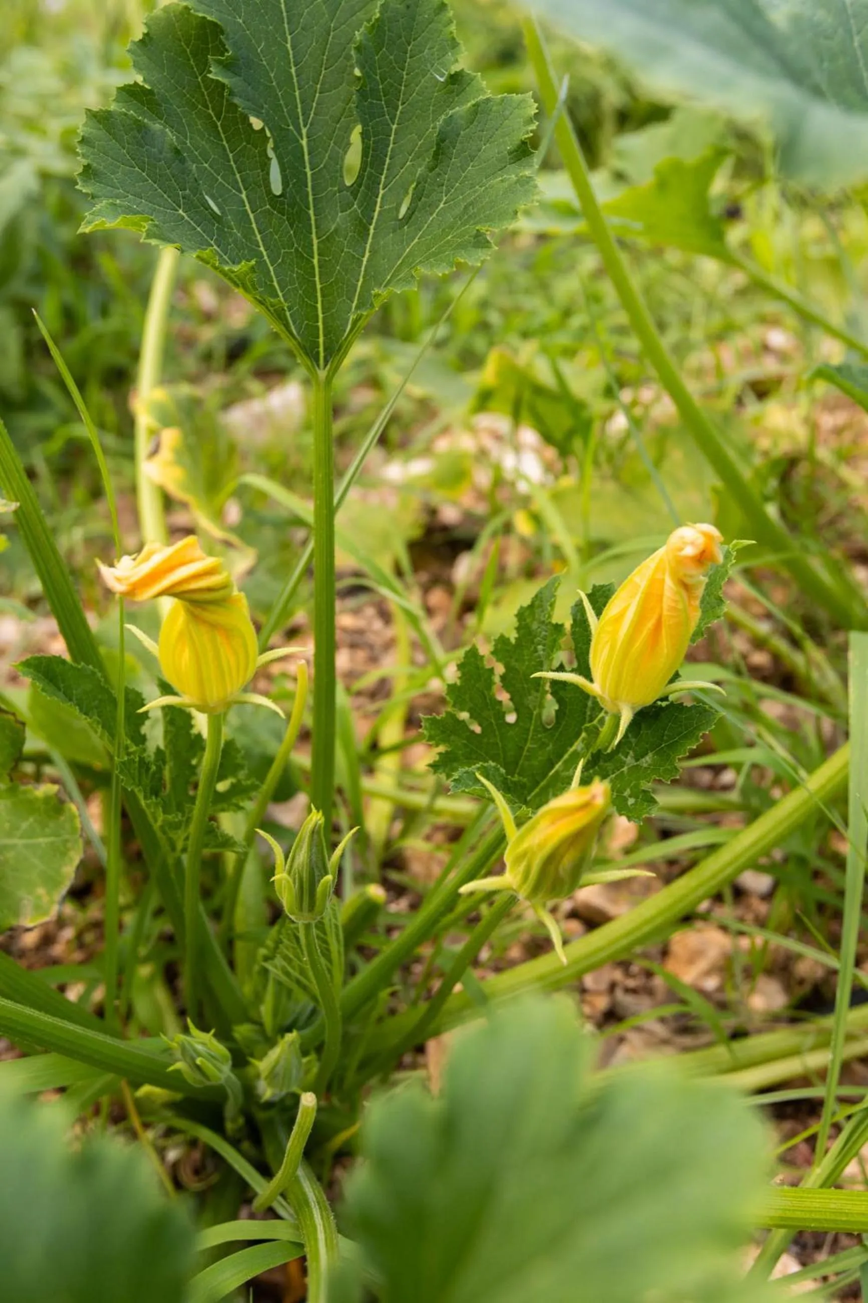 Spring in Hotel Palme Gemelle