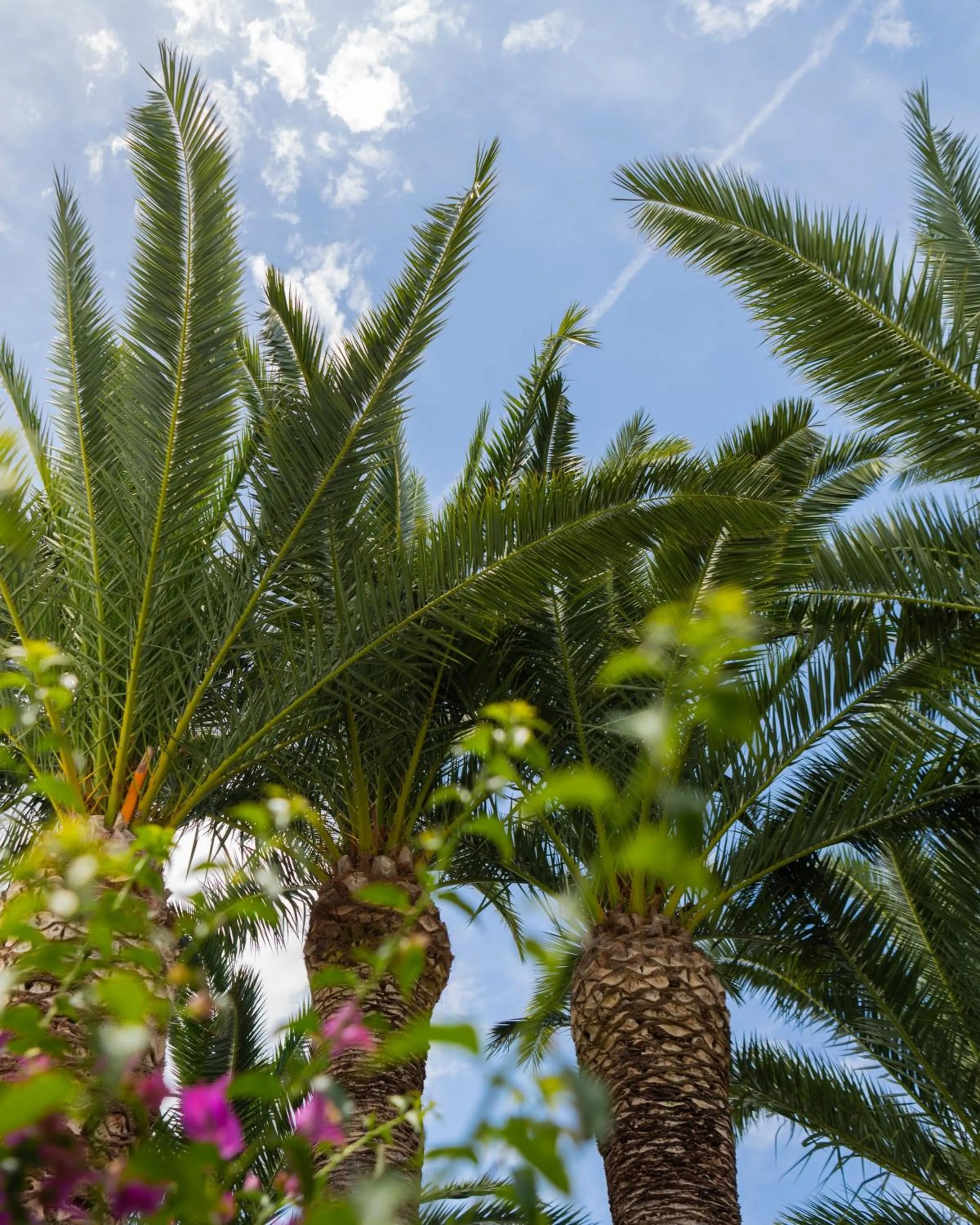 Natural landscape in Hotel Palme Gemelle