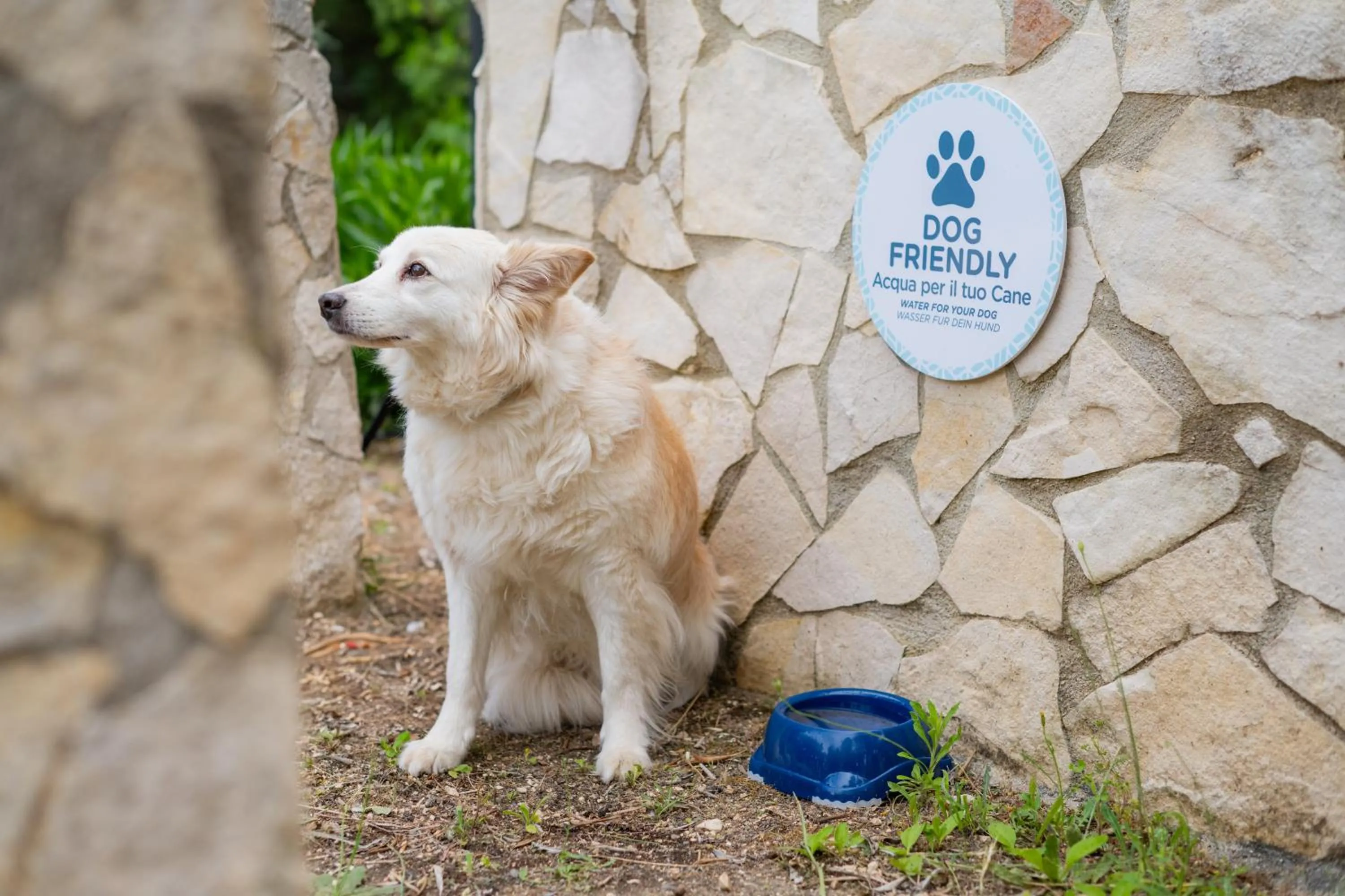 Animals in Hotel Palme Gemelle
