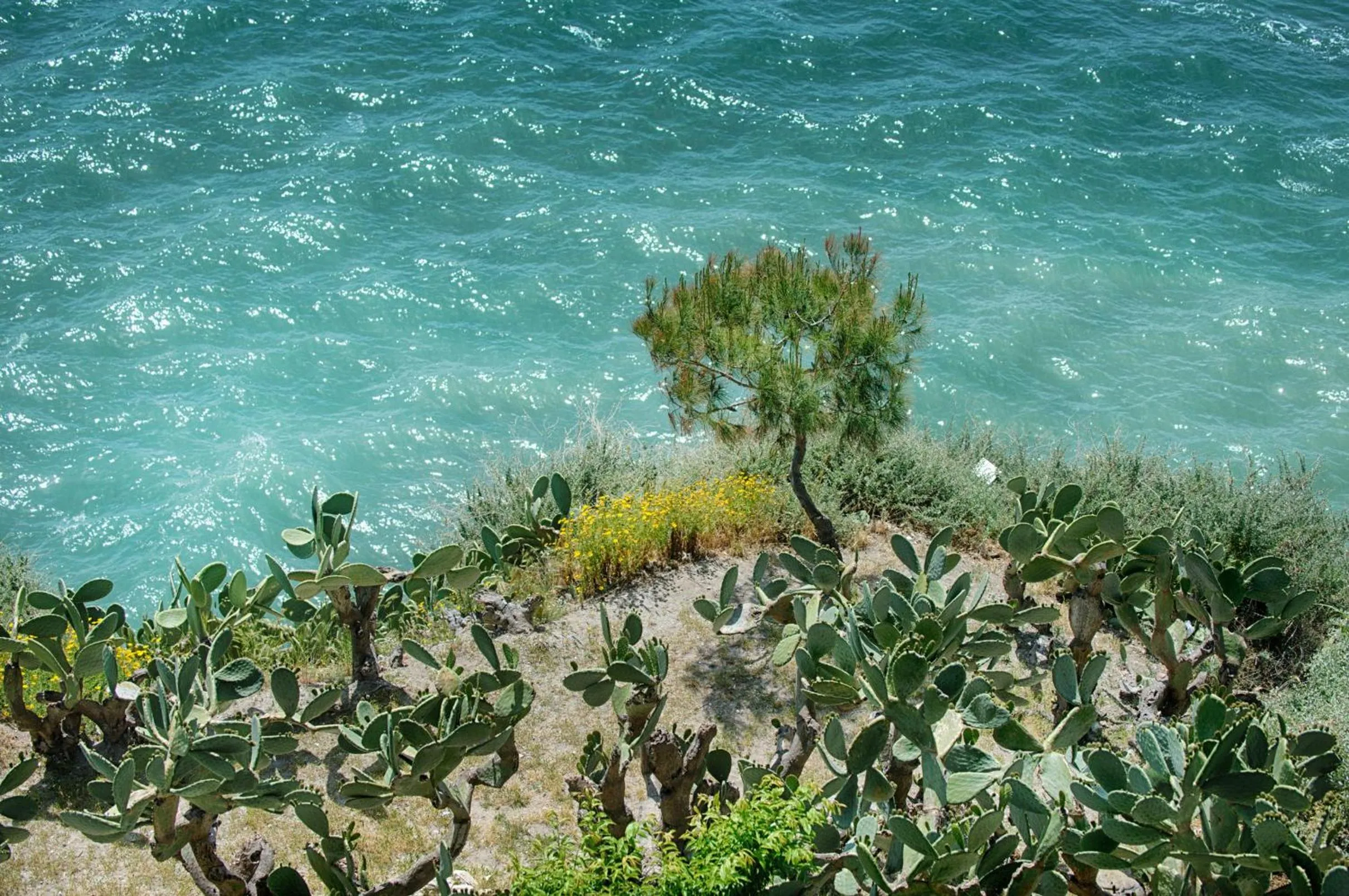 Natural landscape in Hotel Palme Gemelle