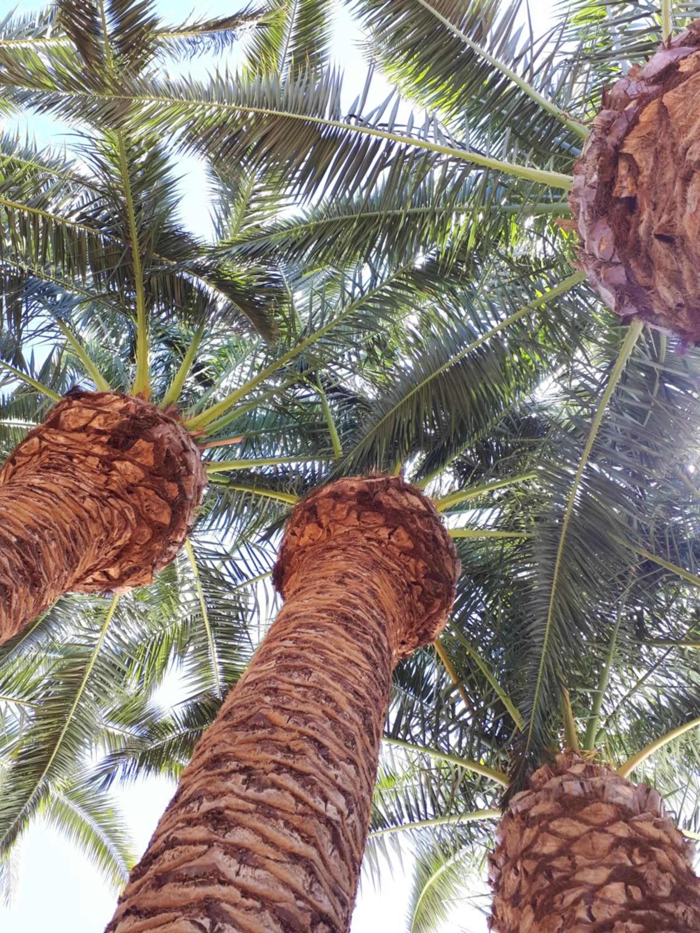 Natural landscape in Hotel Palme Gemelle