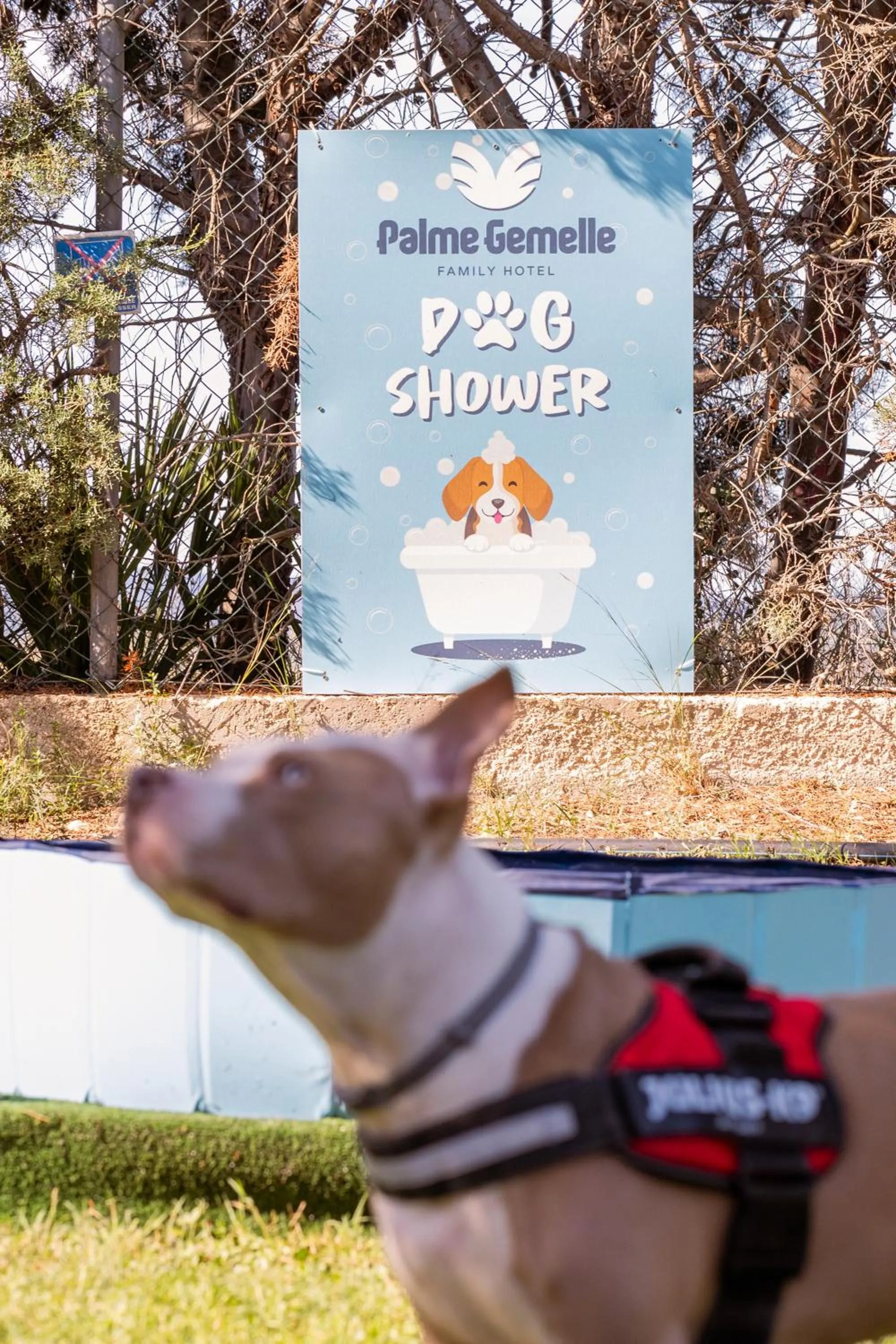 Animals in Hotel Palme Gemelle