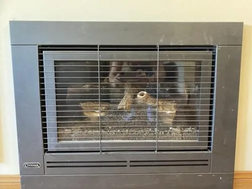 fireplace in Apartments on Tolmie