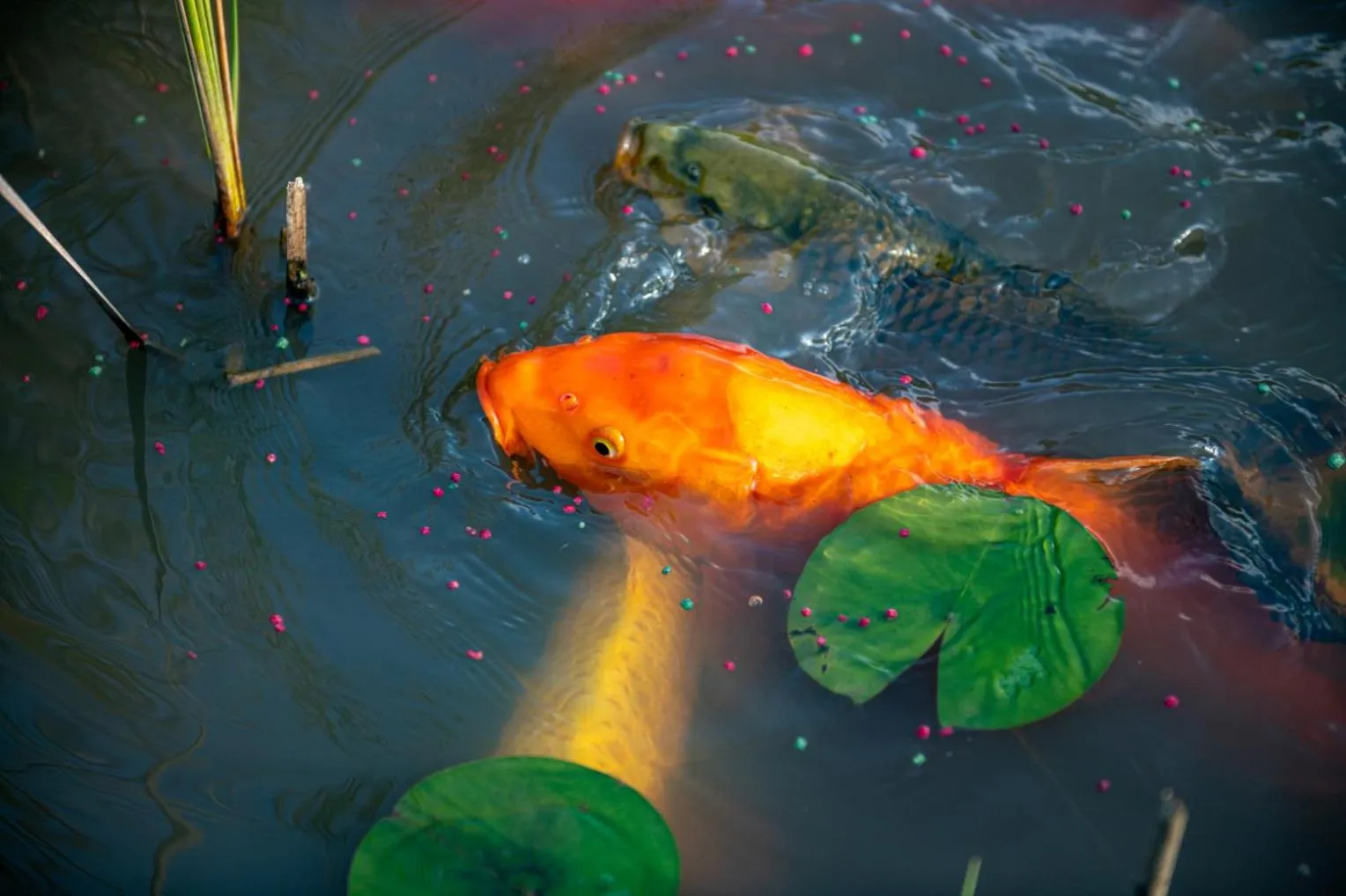 Garden in Buffelsdam Country House