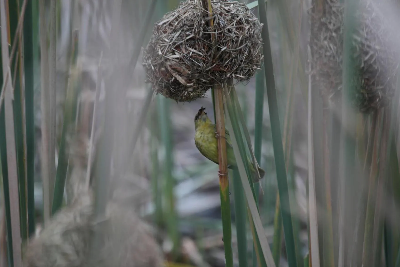 Garden in Buffelsdam Country House