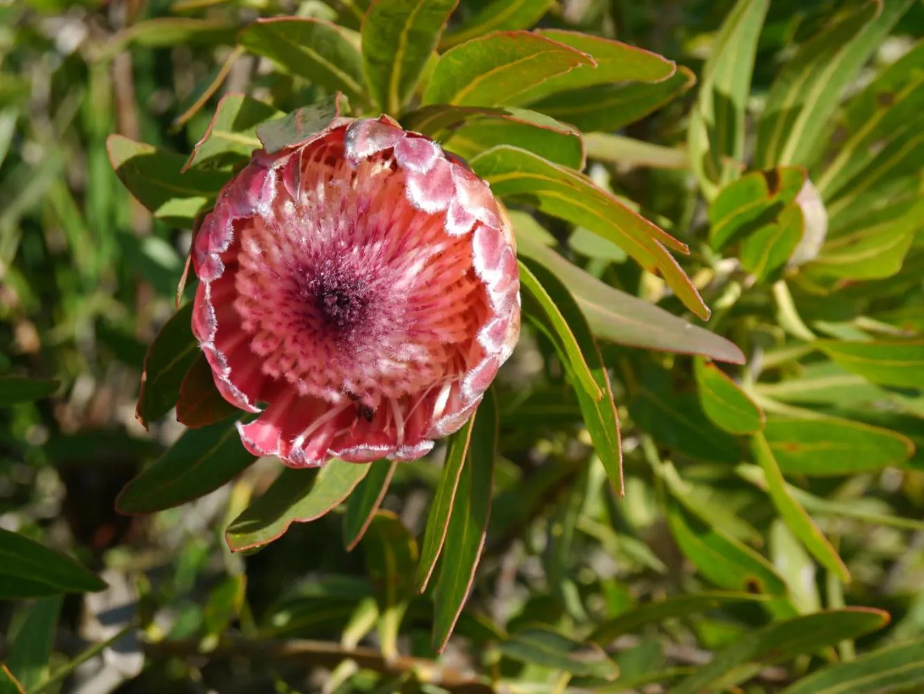 Garden in Buffelsdam Country House
