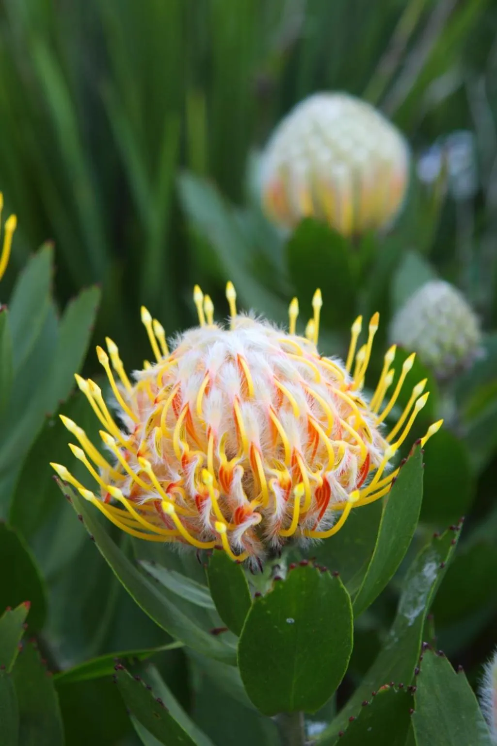 Garden in Buffelsdam Country House