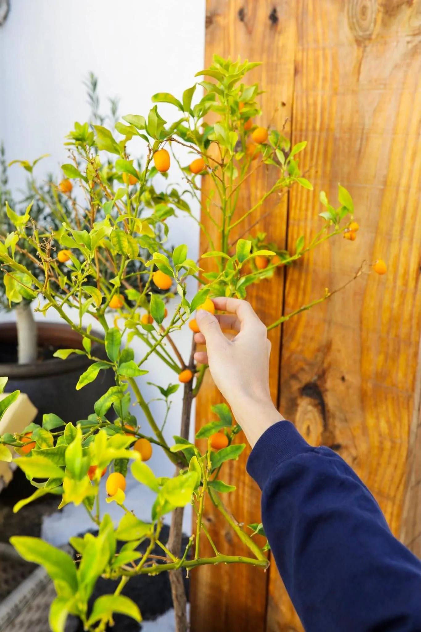 Garden in El Charco Suites
