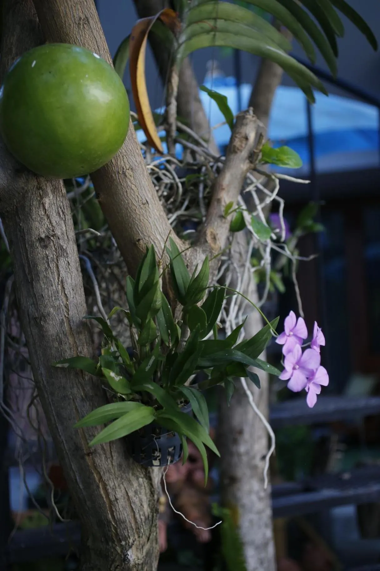 The White Elephant Home