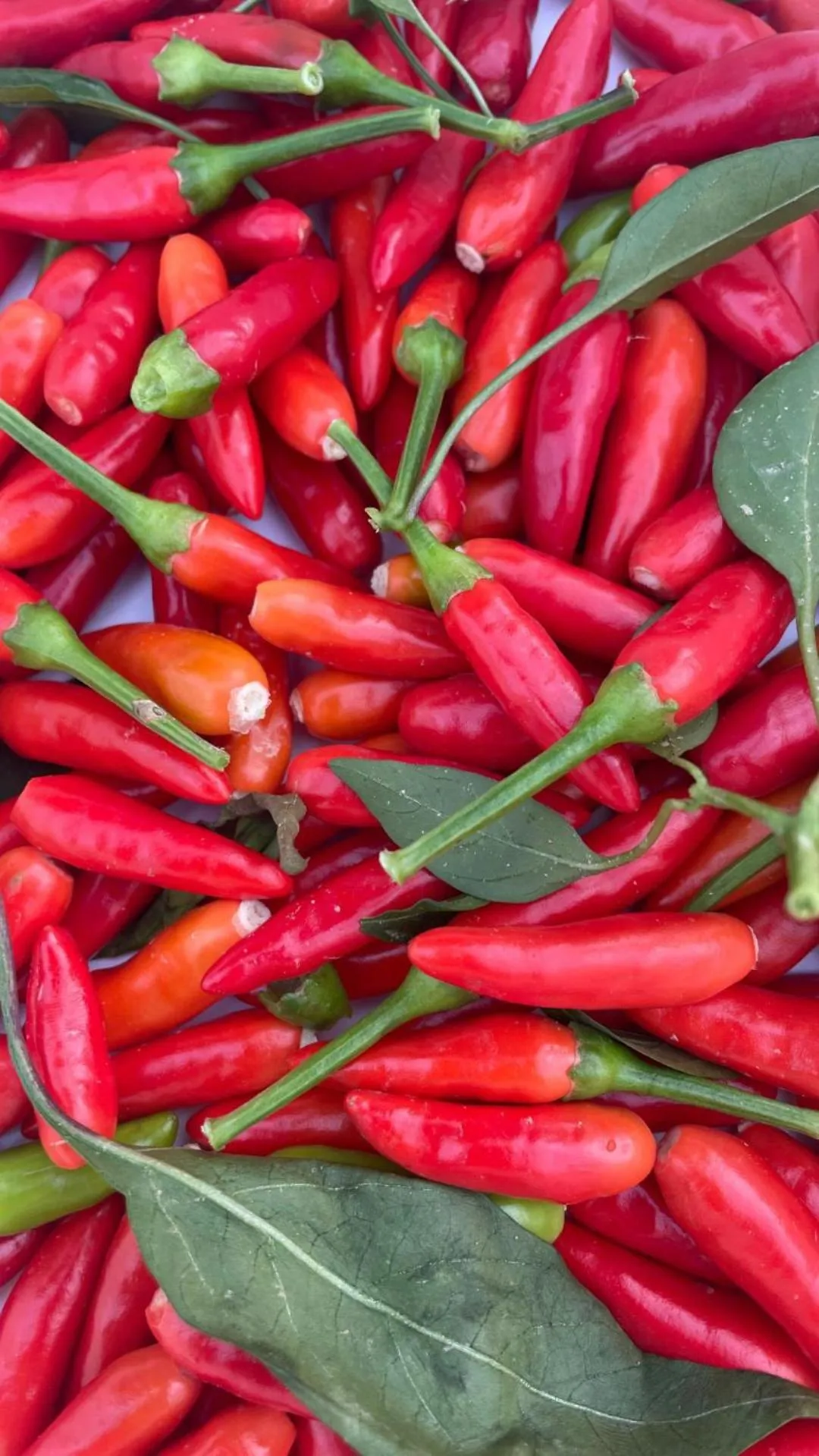 Restaurant/places to eat in UNA HOTELS Tenuta Contessa Farm & SPA Cosenza