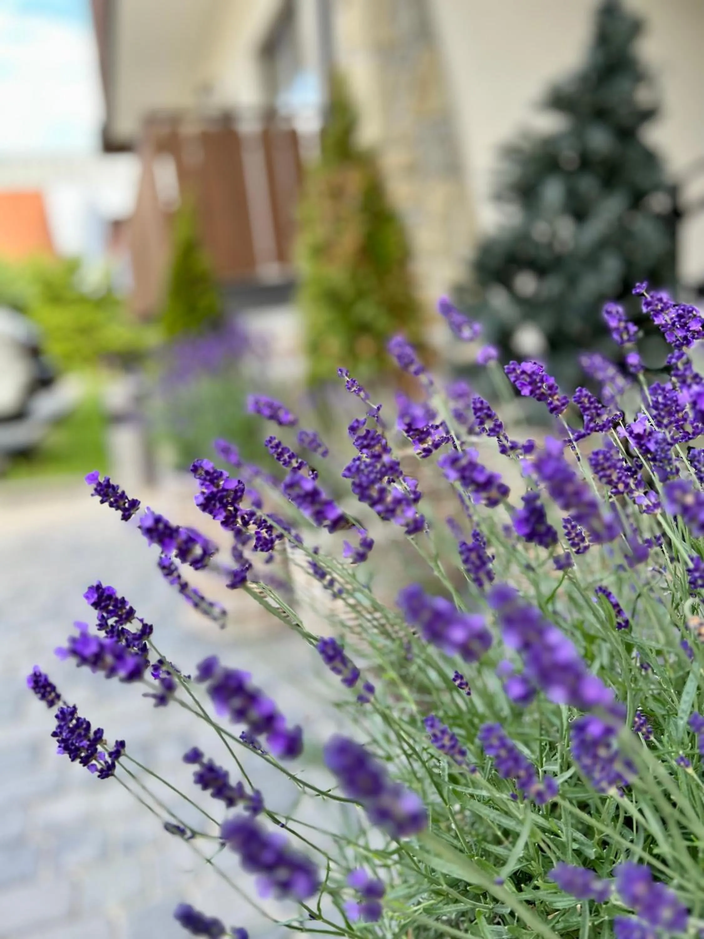 Spring in Hotel Nosal Ski & Wine