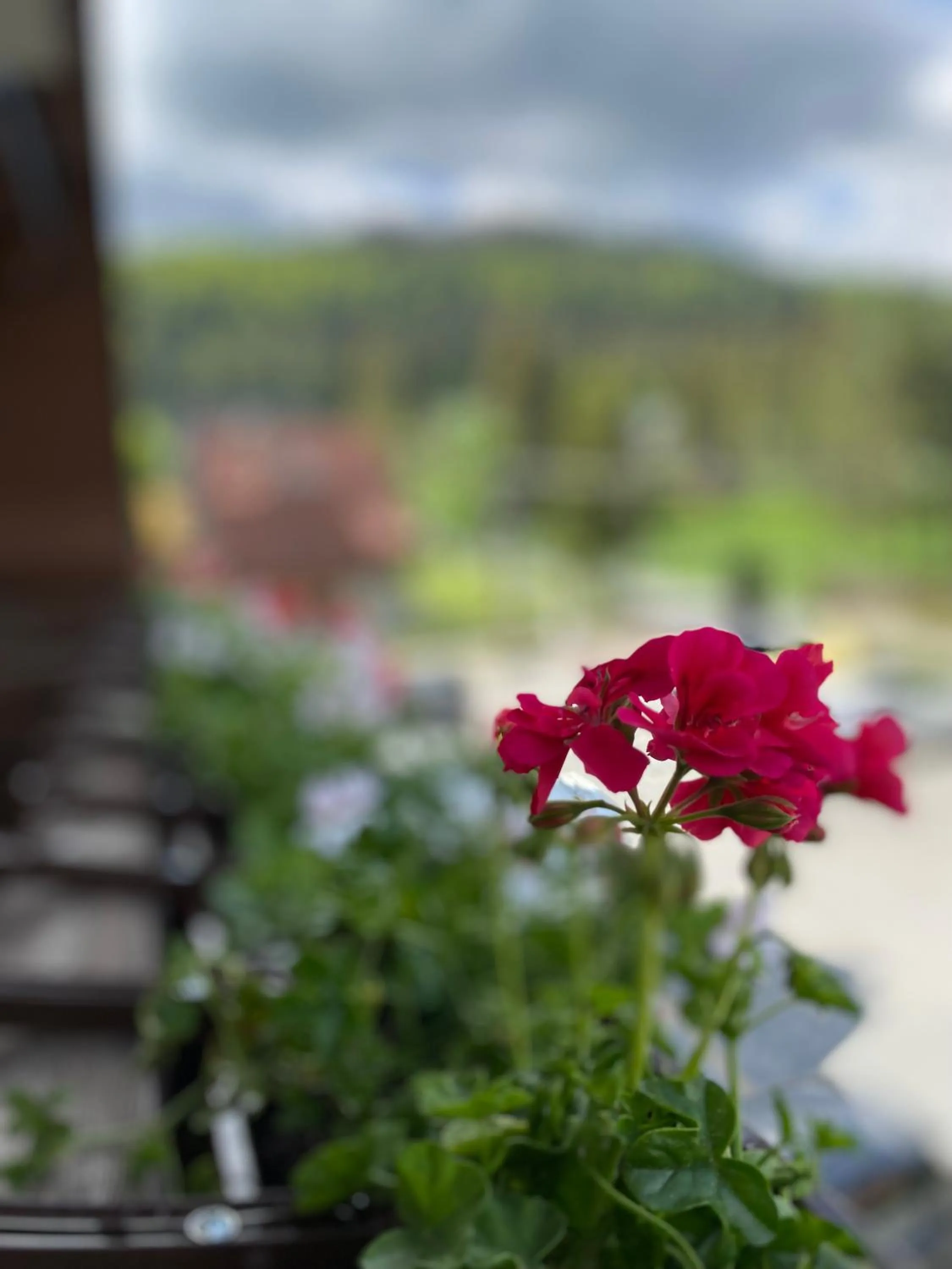 Spring in Hotel Nosal Ski & Wine