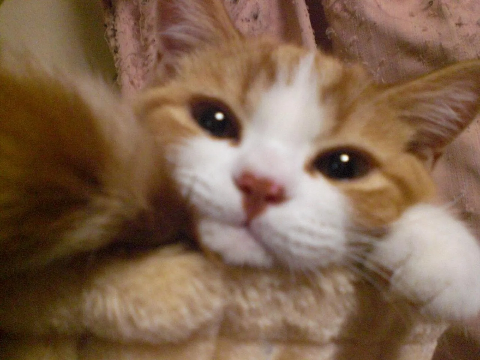 Family in Anise Garden