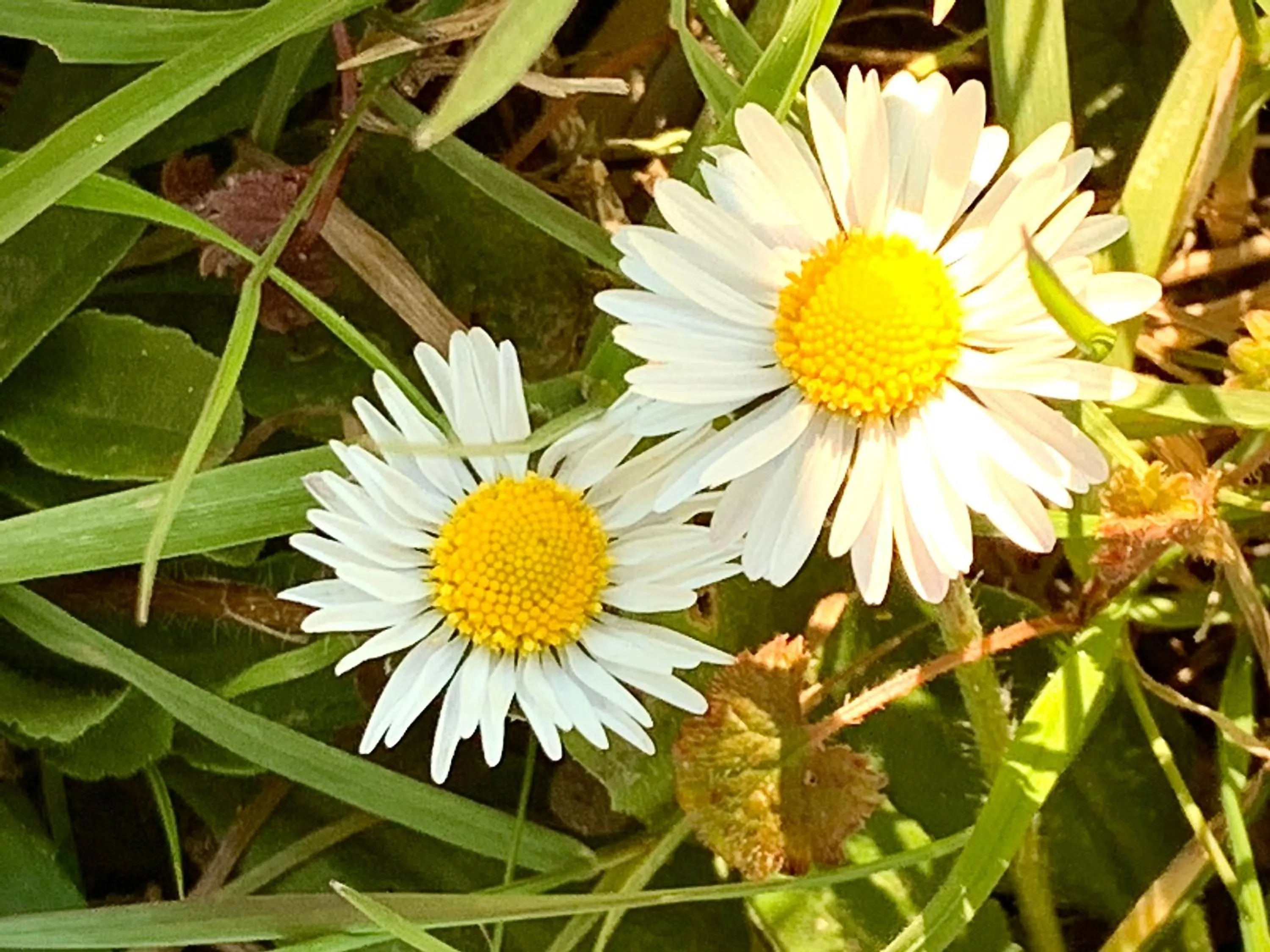 Spring in Agriturismo Il Pianetto