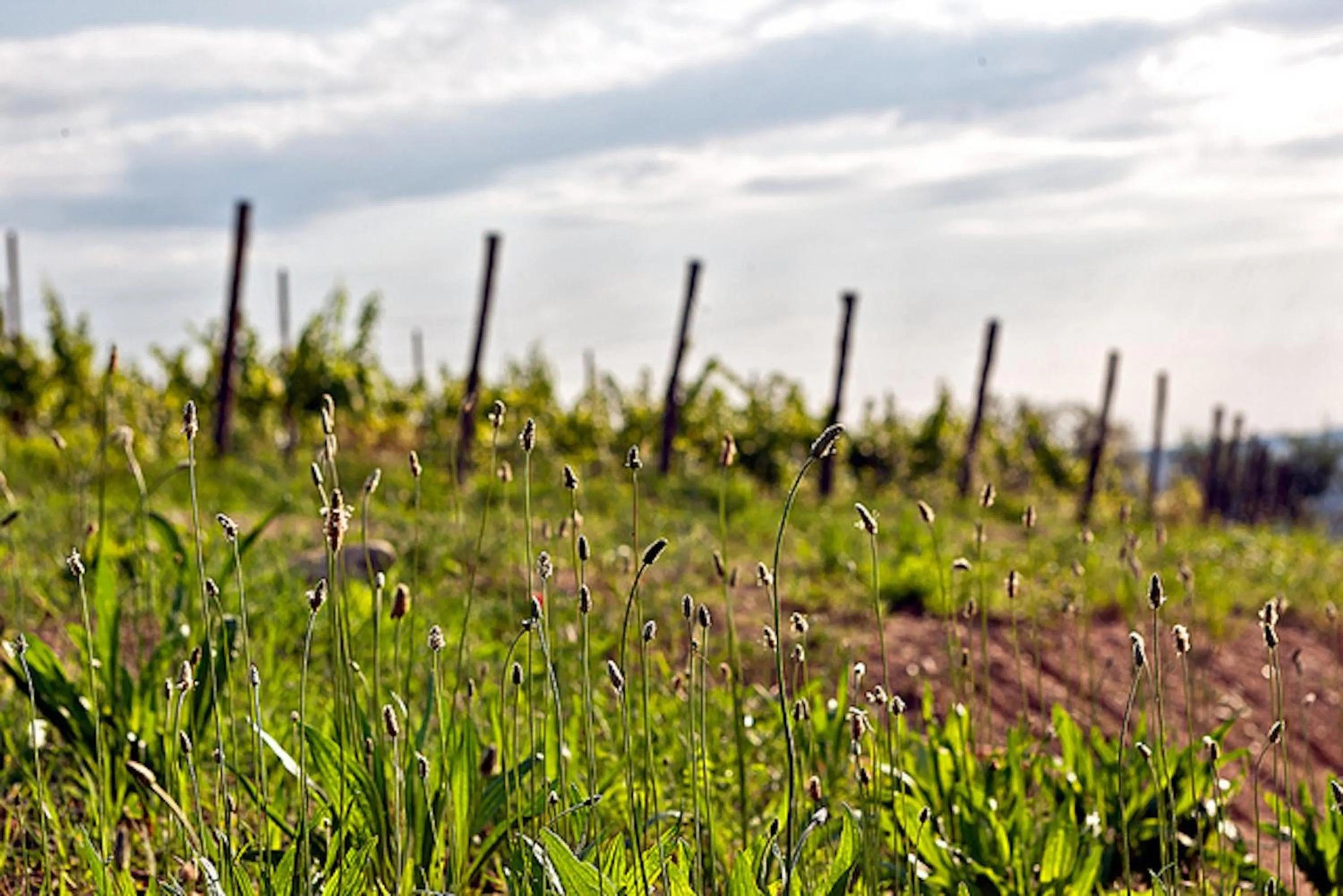 Day in Agriturismo Il Pianetto