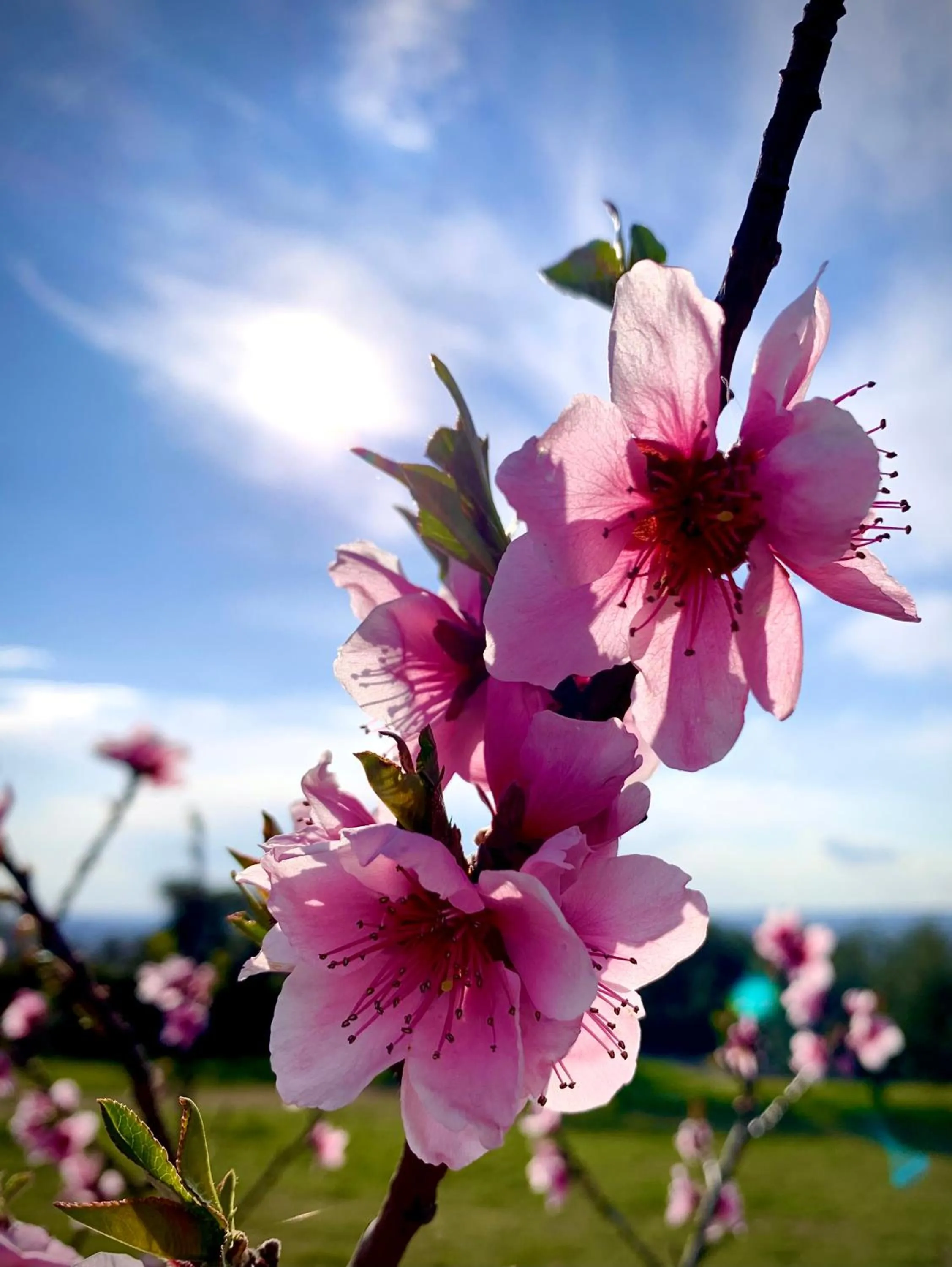 Day in Agriturismo Il Pianetto
