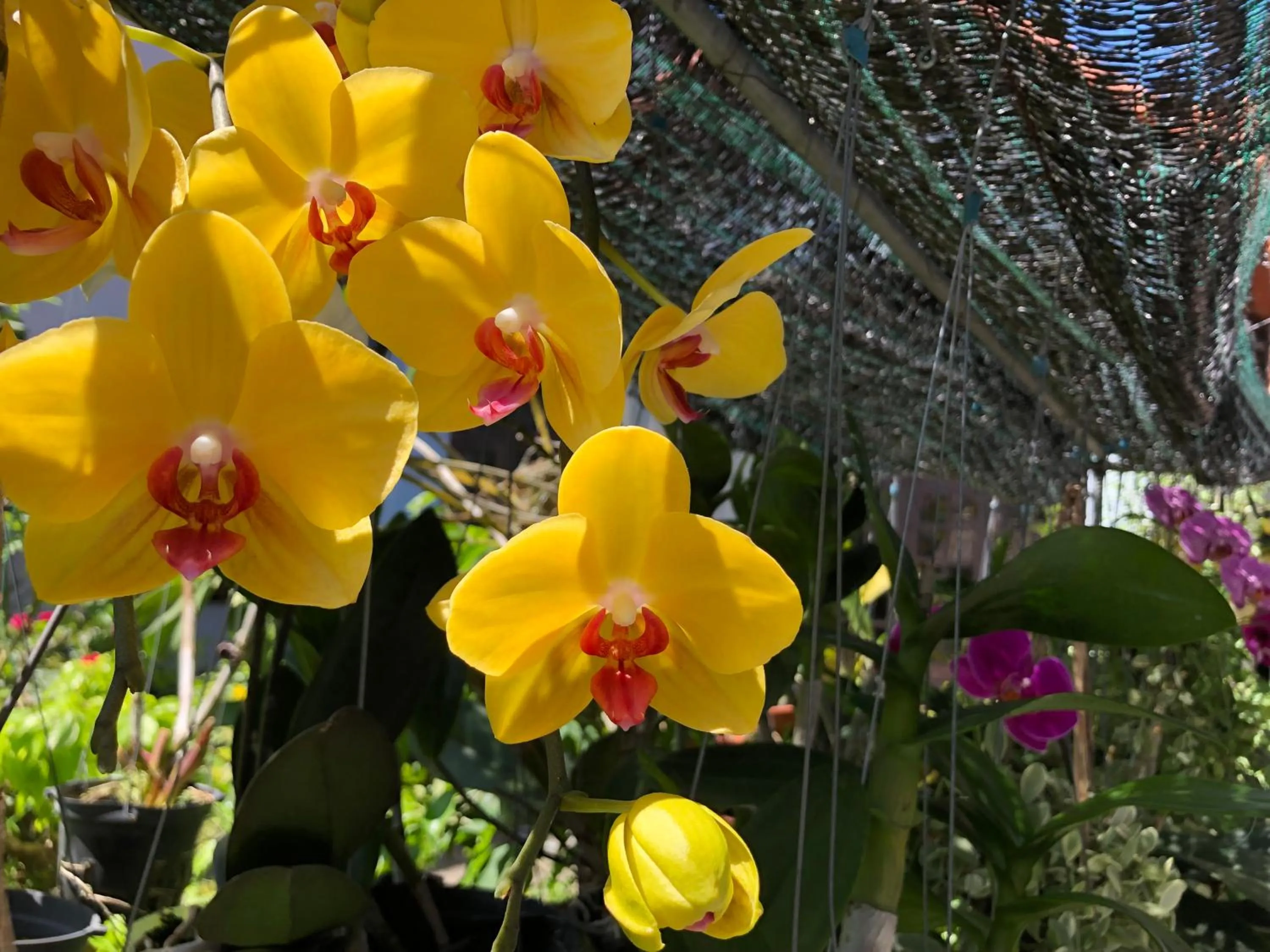 Garden in Charming Homestay