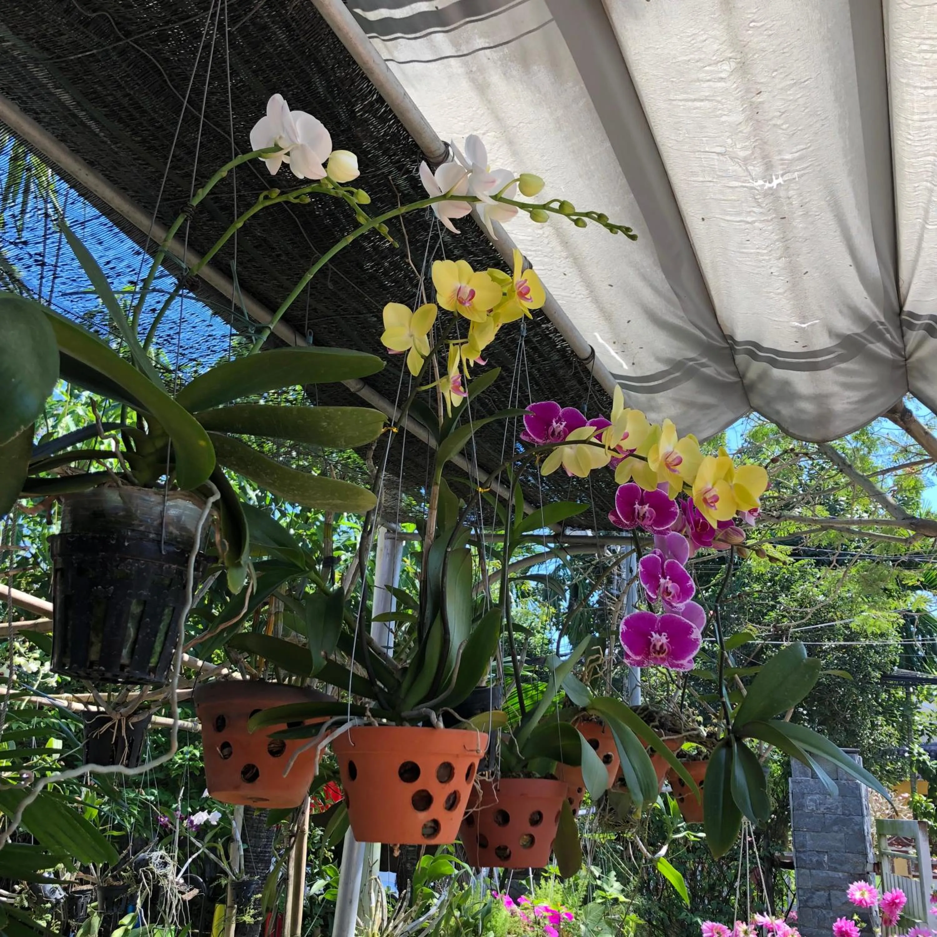 Garden in Charming Homestay