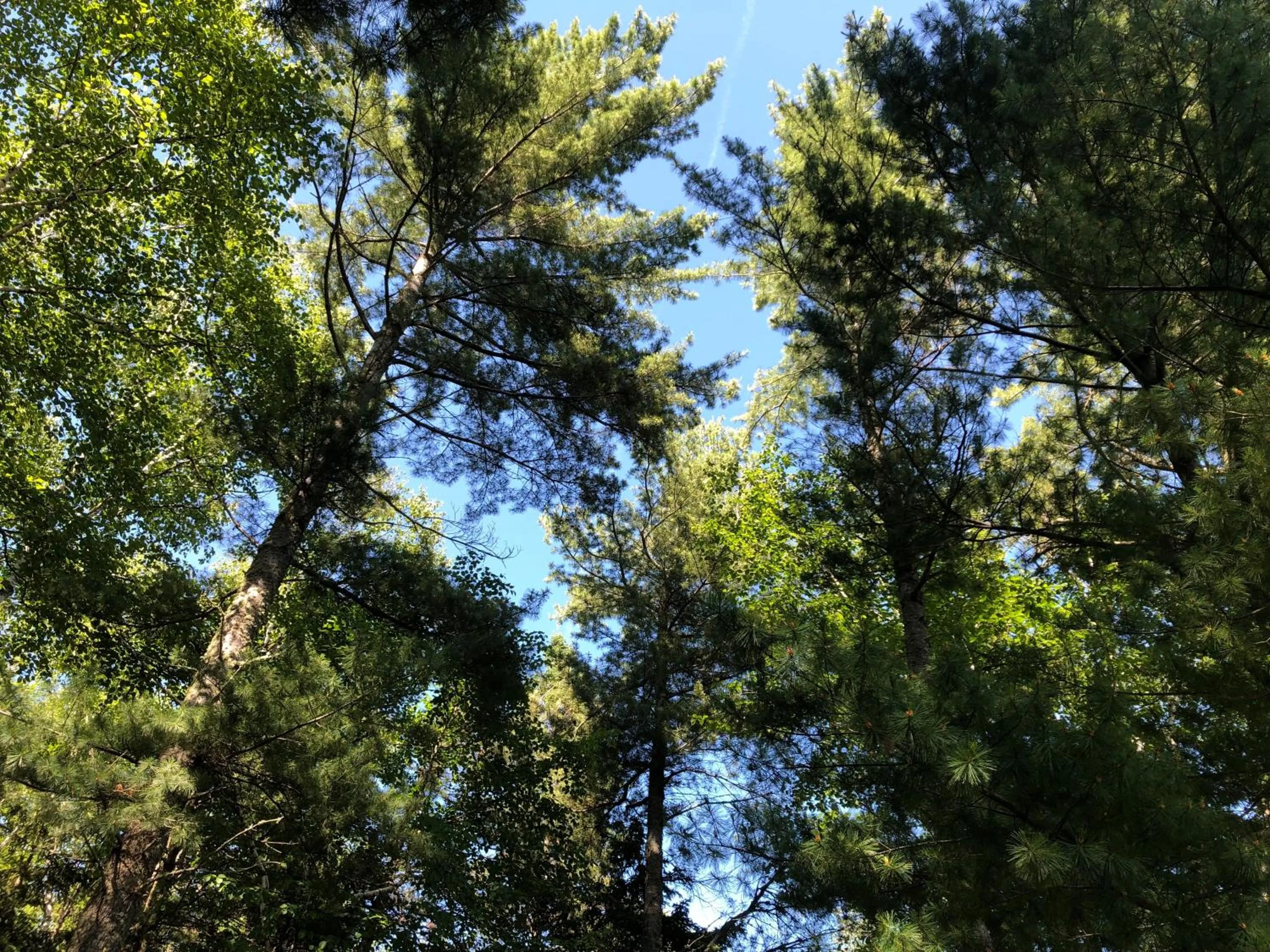 Day in Chalet Sous Les Pins