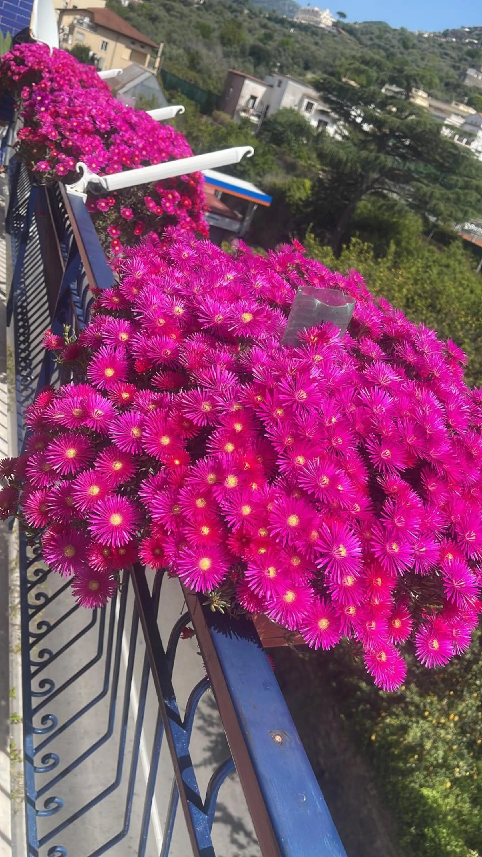 Spring in Bougainvillea Relais