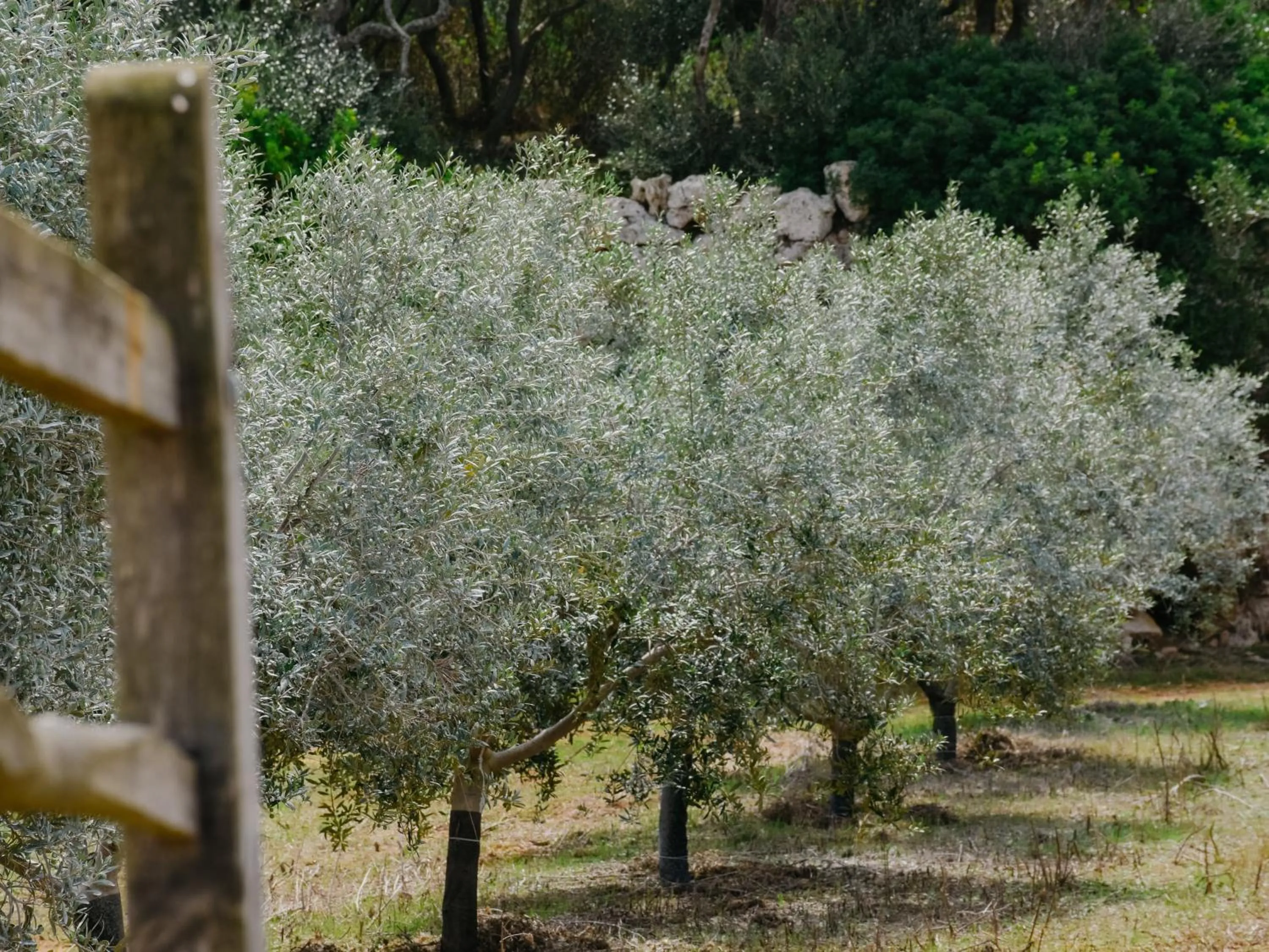 Binissaida Boutique Hotel